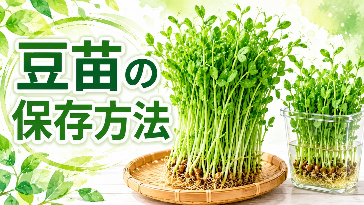 豆苗の保存方法のアイキャッチ画像