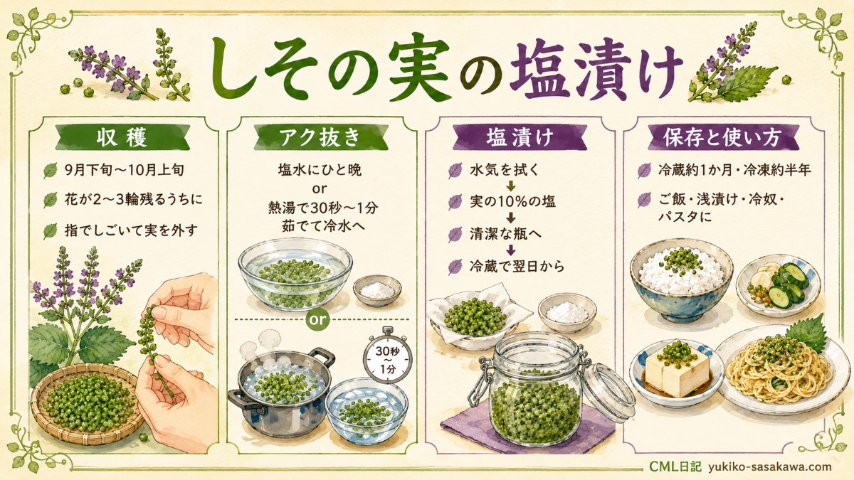 しその実の塩漬けレシピカード（収穫時期・アク抜き・塩10%・保存のまとめ）