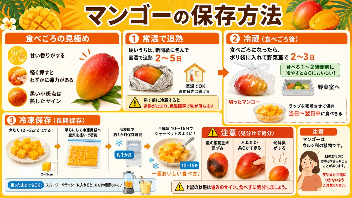 マンゴーの保存方法カード（食べごろまで常温追熟・野菜室2〜3日・角切り冷凍1か月半解凍が絶品のまとめ）