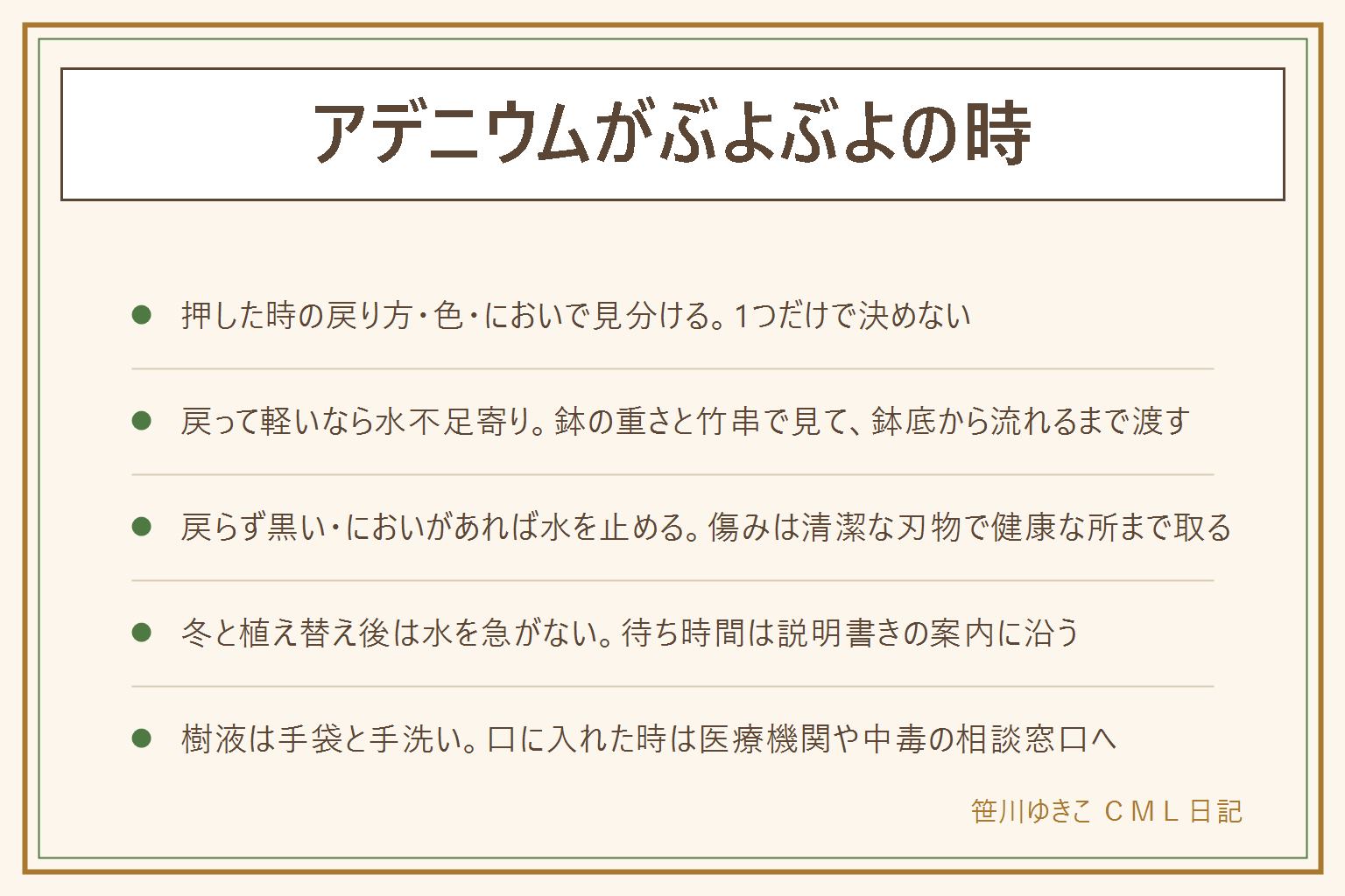 アデニウムがぶよぶよの時の早見表:柔らかさは水不足のしぼみか、中が傷んだ柔らかさか。押すと戻る・色はそのまま・鉢が軽いなら水不足寄りで、鉢底から流れるまで水を渡し受け皿の水は捨てる。凹んで戻らない・黒い・においがするなら水を止め、鉢から抜いて根を見て、傷んだ部分を清潔な刃物で健康な所まで取り、切り口を乾かす。冬と植え替え後は水を急がない。樹液は手袋・目をこすらない・石けんで手洗い、口に入れた時は医療機関や中毒の相談窓口へ。子どもとペットの手の届かない所に置く