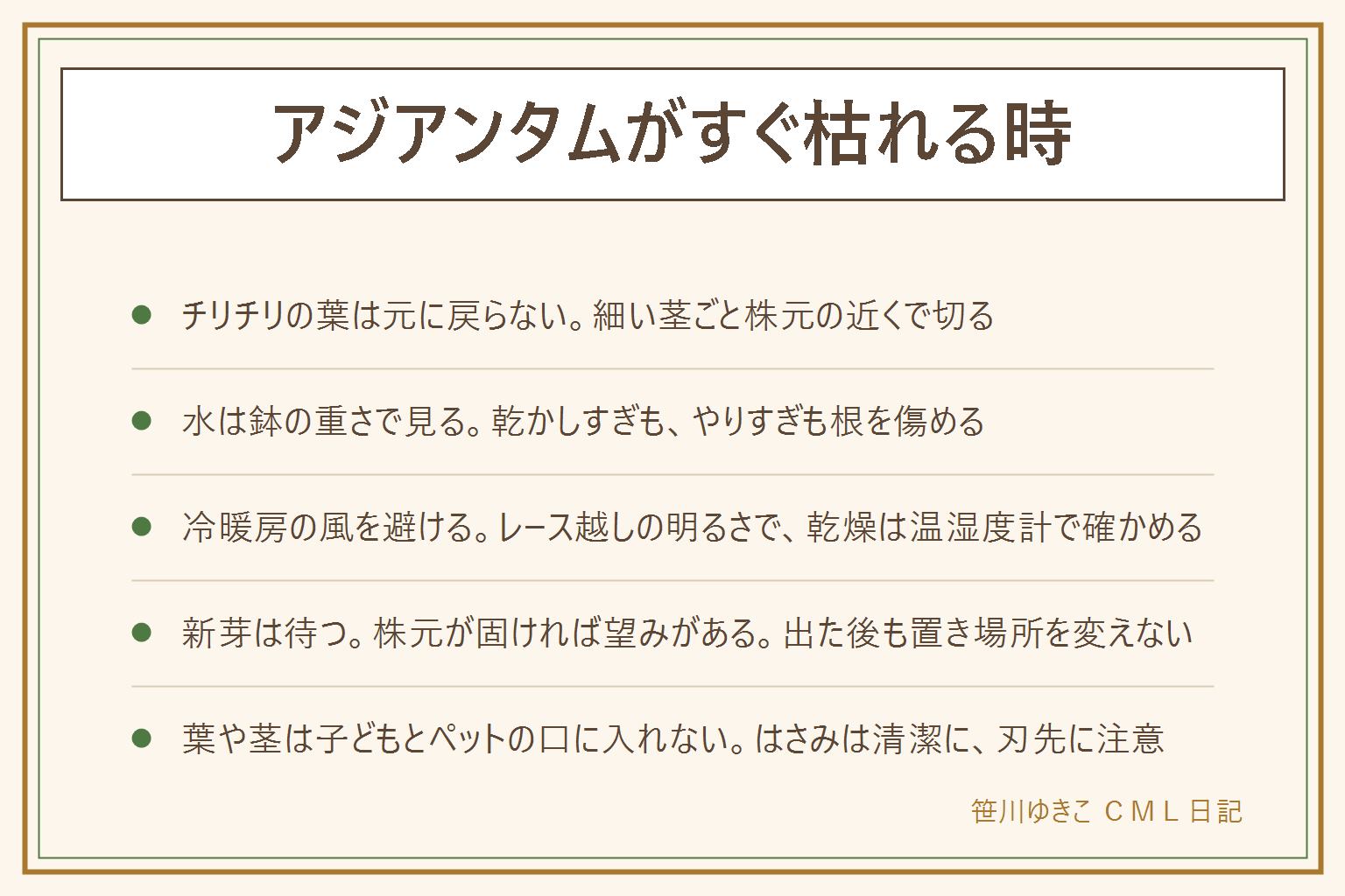 アジアンタムがすぐ枯れる時の早見表:チリチリの葉は元に戻らないので細い茎ごと株元の近くで清潔なはさみで切る、水は鉢の重さで見分けて乾かしすぎと水のやりすぎのどちらも根を傷める、受け皿の水は捨てる、エアコンやヒーターの風を避けてレースのカーテン越しの明るい場所に置く、乾燥は温湿度計で確かめる、新芽が出ない時は株元の固さを見て置き場所を変えずに待つ、水苔は握って湿りを確かめる、徒長は明るい日陰へ、葉や茎は子どもとペットの口に入れない