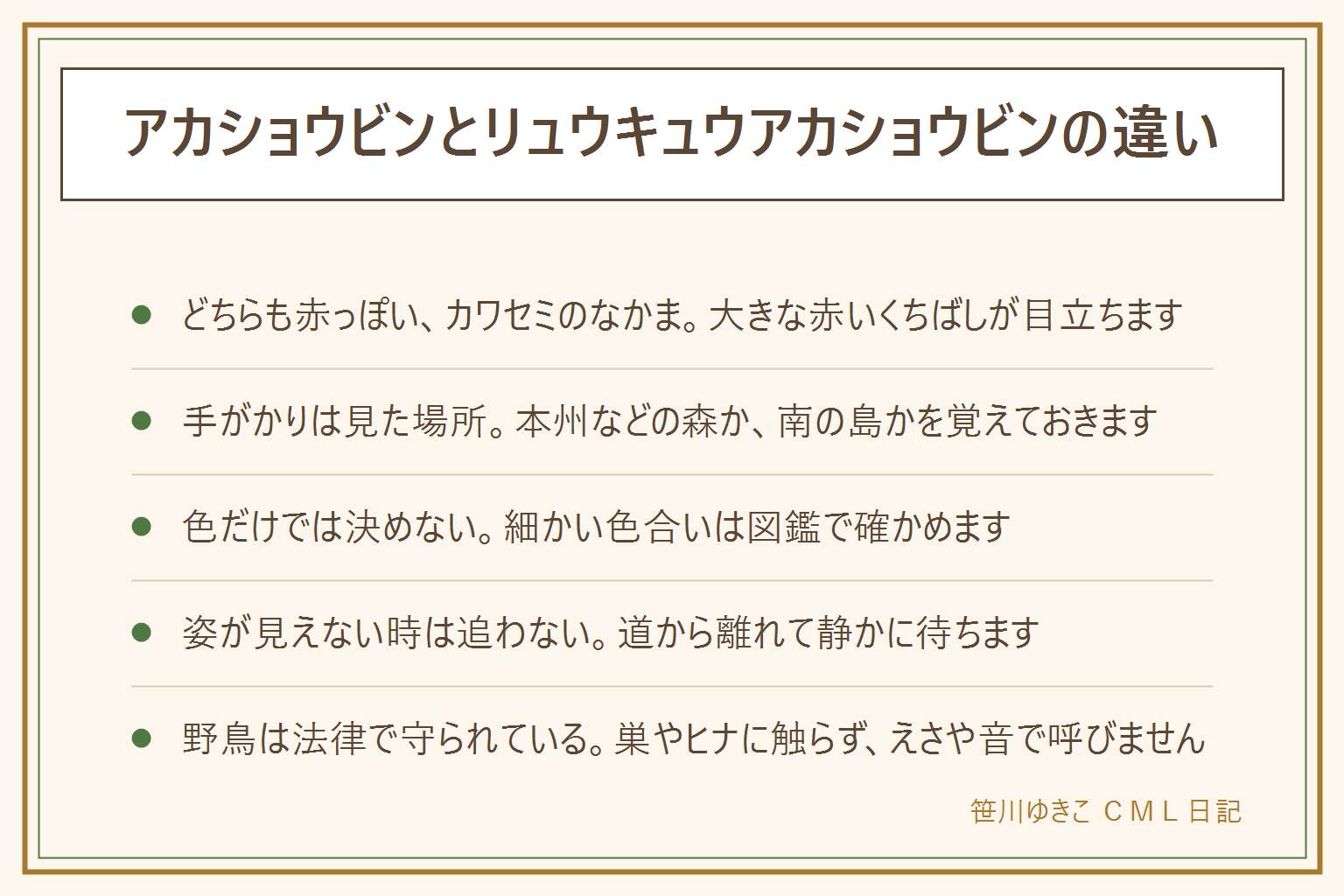 アカショウビンとリュウキュウアカショウビンの違いの早見表:どちらも全体が赤っぽく、大きな赤いくちばしが目立つカワセミのなかま。リュウキュウアカショウビンは南の島に夏に来るなかまで、見られる場所が違うので、どこで見たかが手がかり。本州などの森ならアカショウビンかも、南の島ならリュウキュウアカショウビンかもと考える。色合いの細かい違いは写真と図鑑で確かめる。姿が見えない時は追わず、日付と大まかな場所をメモして写真を残す。野鳥は法律で守られているので、捕まえない、飼わない、巣やヒナに触らない、えさをやらない、音を流して呼ばない、巣箱やえさ台をかけない。登山道から外れず、私有地や立入禁止の場所に入らず、子どもは大人と一緒に、犬は放さない