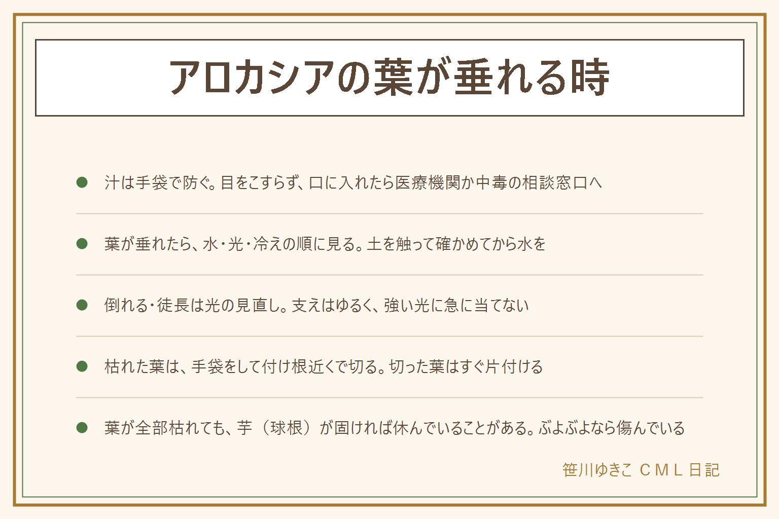 アロカシアの葉が垂れる時の早見表:汁は肌や口に刺激があると言われるため手袋をして、目をこすらず、口に入れたら医療機関か中毒の相談窓口へ。葉が垂れたら水のやりすぎ、水不足、夜の冷えと乾燥の順に見る。土と鉢の重さを触って確かめる。倒れる・ひょろひょろは光の見直しと、ゆるい支え。枯れた葉は手袋をして茎の付け根に近い所を清潔なはさみで切る。葉が全部枯れても芋(球根)が固くて張りがあれば休んでいることがあり、ぶよぶよなら傷んでいる。水は控えめにして、明るく暖かい場所で芽を待つ。子どもとペットの届かない所に置く