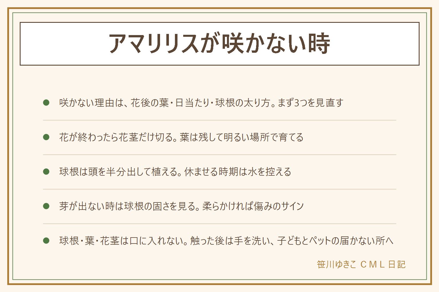 アマリリスが咲かない時の早見表:咲かない理由は花後に葉を早く切った、日当たり不足、球根が小さい、植え方が深いの順に見る、花が終わったら花茎だけ切って葉は残し明るい場所で育てる、葉が枯れてきたら水を控えて休ませる、球根は頭を半分ほど出して植える、鉢植えは時期を見て植え替え、地植えの掘り上げ時期は地域の案内や説明書きを見る、保管は湿気のこもらない風通しのよい場所、芽が出ない時は球根を押して固さを見る、君子蘭は球根がなく葉が厚く扇形、球根と葉と花茎は子どもとペットの口に入れず触った後は手を洗う