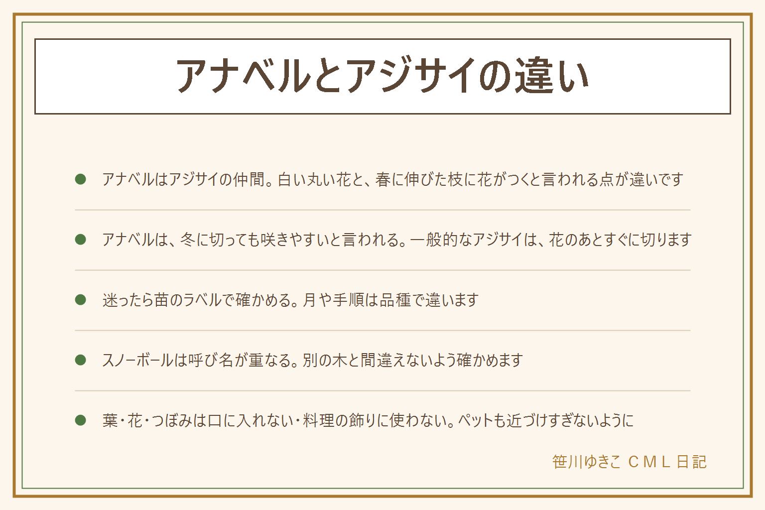 アナベルとアジサイの違いの早見表:アナベルはアジサイの仲間で白く丸い花が咲き、春に伸びた枝に花がつくと言われるため冬に切っても咲きやすい。一般的なアジサイは前の年に伸びた枝に花芽ができると言われるため、花のあとすぐに切る。切る時期や手順は品種で違うので苗のラベルで確かめる。スノーボールは別の木にも使われる呼び名。カシワバアジサイは葉が柏の葉の形で円すい形の花が咲き、前の年の枝に花芽ができると言われ、花のあとすぐ切る。アジサイの仲間は葉・花・つぼみを口に入れない・料理の飾りに使わない。ペットがかじらないよう注意し、口に入れた時は医療機関や中毒の相談窓口へ