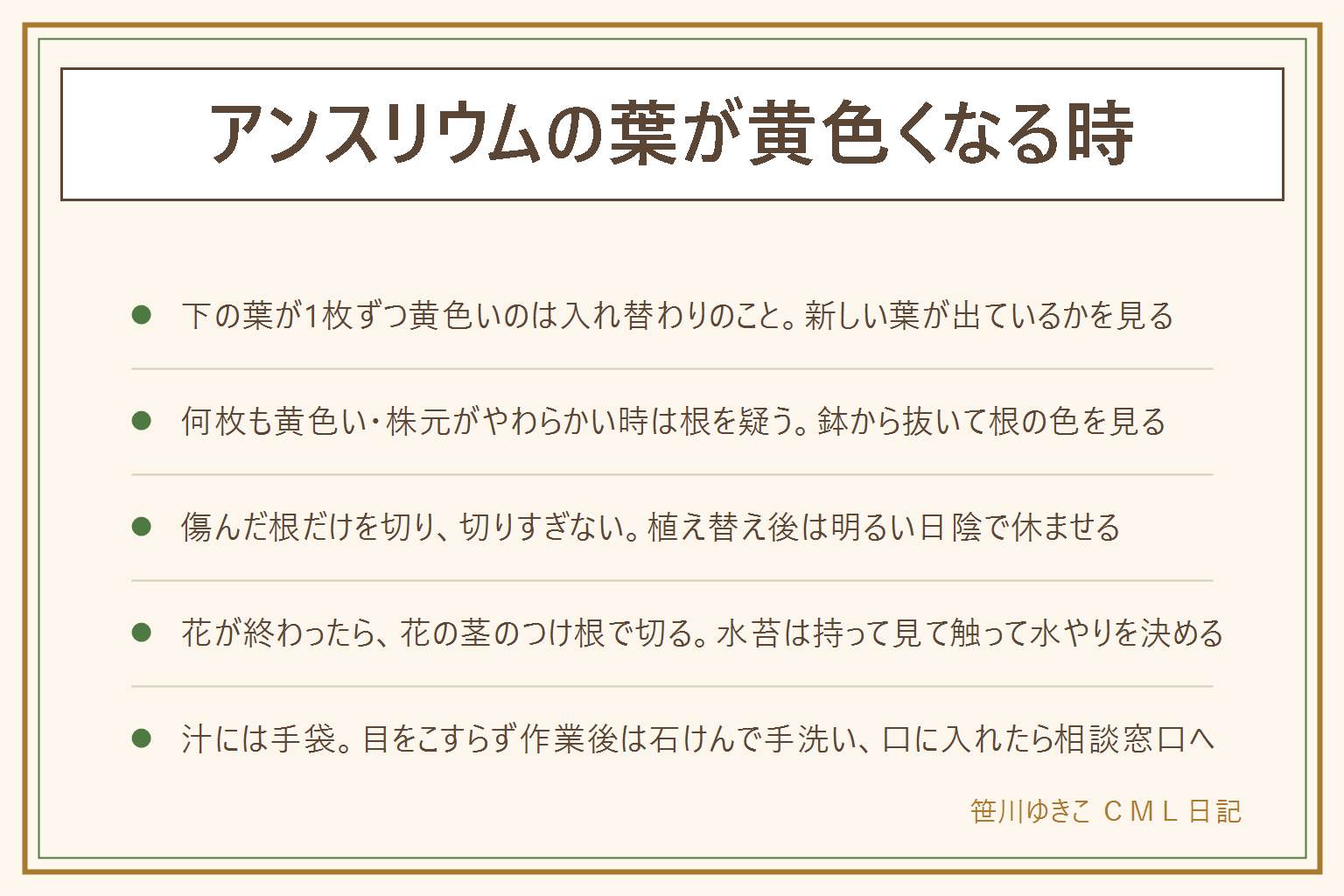 アンスリウムの葉が黄色くなる時の早見表:下の葉が1枚ずつ黄色くなるのは入れ替わりのことがあり、新しい葉が出ているかを見る。何枚も続く時や株元がやわらかい時は根腐れを疑い、水を止めて鉢から抜き、白くハリのある根は残し、黒くやわらかい根だけを清潔なはさみで取る。植え替えで根を切る時は切りすぎず、明るい日陰で休ませる。水苔は持って見て触って乾き方を確かめる。花が終わったら花の茎のつけ根で切る。切ると出る汁には薄手の園芸用手袋、目をこすらず作業後は石けんで手洗い、口に入れたら医療機関か中毒の相談窓口へ