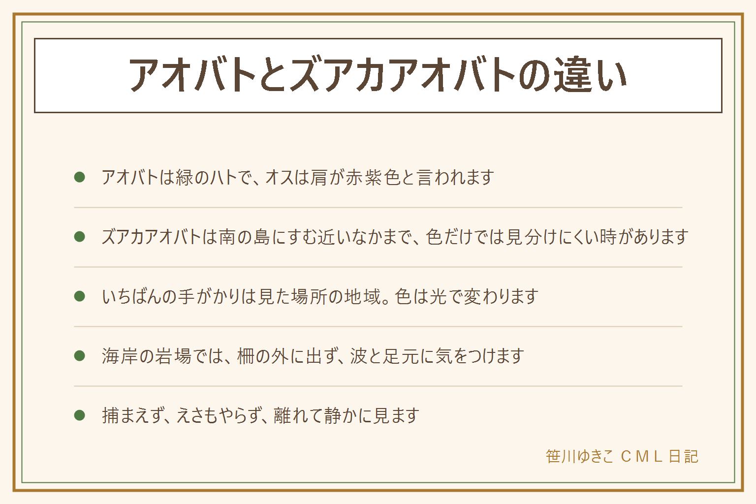 アオバトとズアカアオバトの違いの早見表:アオバトは本州などの林にいる緑色のハトで、オスは肩が赤紫色と言われる。ズアカアオバトは南の島にすむ近いなかまで、頭や胸の色合いが違うとされるが色だけでは見分けにくい。いちばんの手がかりは見た場所の地域。大きさはキジバトくらいが目安。灰色のドバトやキジバトとは体全体の緑で見分ける。海岸の岩場では柵の外に出ず、波と足元に気をつけ、子どもは大人と一緒。野鳥は捕まえない、飼わない、巣やヒナに触らない、えさをやらない、私有地に入らない
