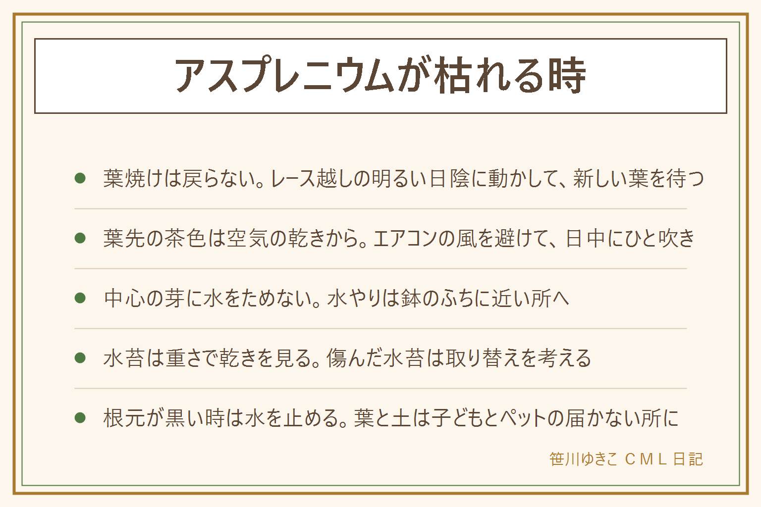 アスプレニウムが枯れる時の早見表:強い日差しと乾いた空気が苦手なシダの仲間。葉が白っぽく焼けた葉焼けは戻らないのでレースのカーテン越しの明るい日陰に動かし新しい葉を待つ。葉先が茶色いのは空気の乾きとエアコンの風が理由のことが多く、風の向きを変えて日中に霧吹きでひと吹き。新芽が出ない時は中心の芽に水をためない。水苔で育てている株は持ち上げた重さで乾きを見て、傷んだ水苔は取り替える。根元が黒くやわらかい時は水を止めて明るい日陰で乾かす。葉と土は子どもやペットが口に入れないよう手の届かない所に置き、気になる時は医療機関や獣医さんに相談する