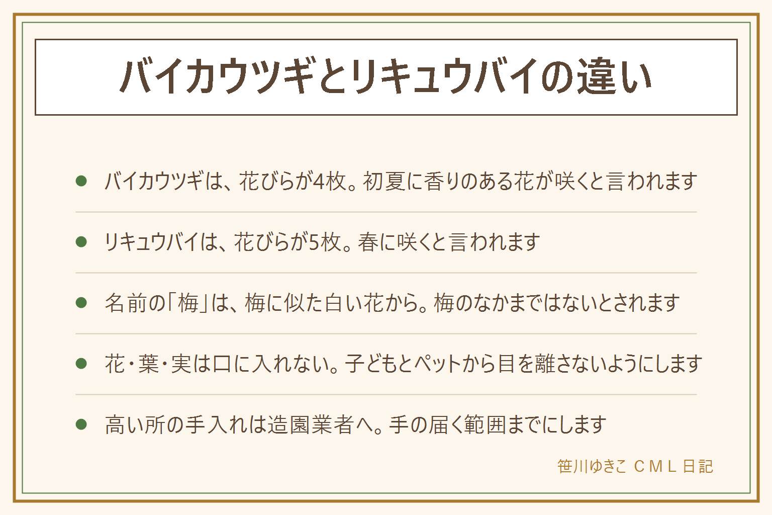 バイカウツギとリキュウバイの違いの早見表:バイカウツギは白い花びらが4枚で、初夏に香りのある花が咲く。リキュウバイは白い花びらが5枚で、春に咲く。どちらも葉を落とす低木で、名前の梅は梅に似た白い花から。花びらは正面から数える。八重の園芸品種は枚数だけで決めない。花・葉・実は口に入れない、子どもとペットに注意。手入れは手の届く範囲まで、高い所は造園業者へ