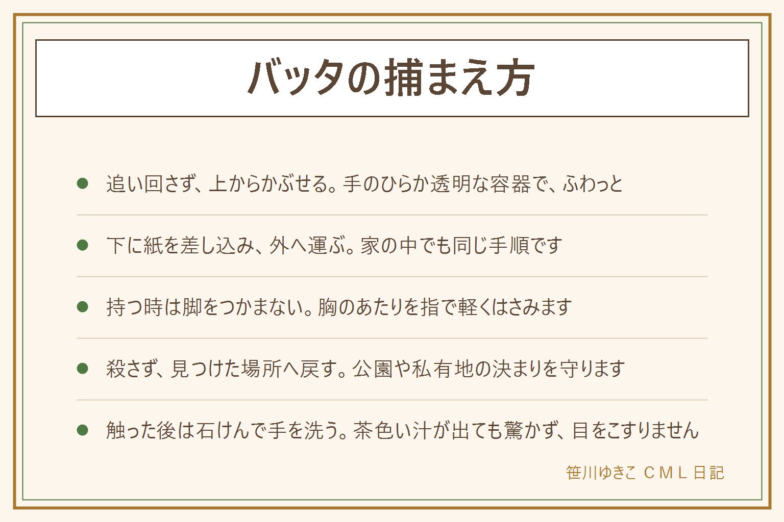 バッタの捕まえ方の早見表:バッタは後ろ脚で跳ぶので追い回さない。手順は、1、手のひらか透明な容器を上からそっとかぶせる。2、容器を地面や壁につけたまま、下に厚めの紙を差し込む。3、紙を押さえたまま外へ運んで、草のある所に放す。持つ時は脚をつかまず、胸のあたりを指で軽くはさむ。家の中に入ってきた時も同じ手順で、殺さずに外へ出す。入ってくる場所は網戸のすき間や開けた窓。公園や田んぼや私有地では決まりを守り、勝手に入らない。草むらは足元に注意し、観察したら見つけた場所へ戻す。触った後は石けんで手を洗い、茶色い汁が出ても驚かず、目をこすらない