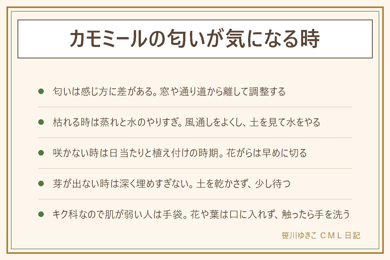 カモミールの匂いが気になる時の早見表:匂いはりんごのようと言われる一方で感じ方に差がある。気になる時は窓のすぐそばや人が通る場所から離し、風通しのよい場所に置く。株元から枯れるのは蒸れと水のやりすぎが多く、風通しをよくして土を見て水をやる。花が咲かないのは日当たりと植え付けの時期を見直す。芽が出ない時は種を深く埋めすぎず、土を乾かさない。マトリカリアやマーガレットとは花の真ん中の形で見分ける目安がある。ジャーマンとローマンはラベルで確かめる。キク科なので肌が弱い人は手袋をし、触ったら手を洗う。花や葉は口に入れない。ベランダの鉢は落ちない位置に置く