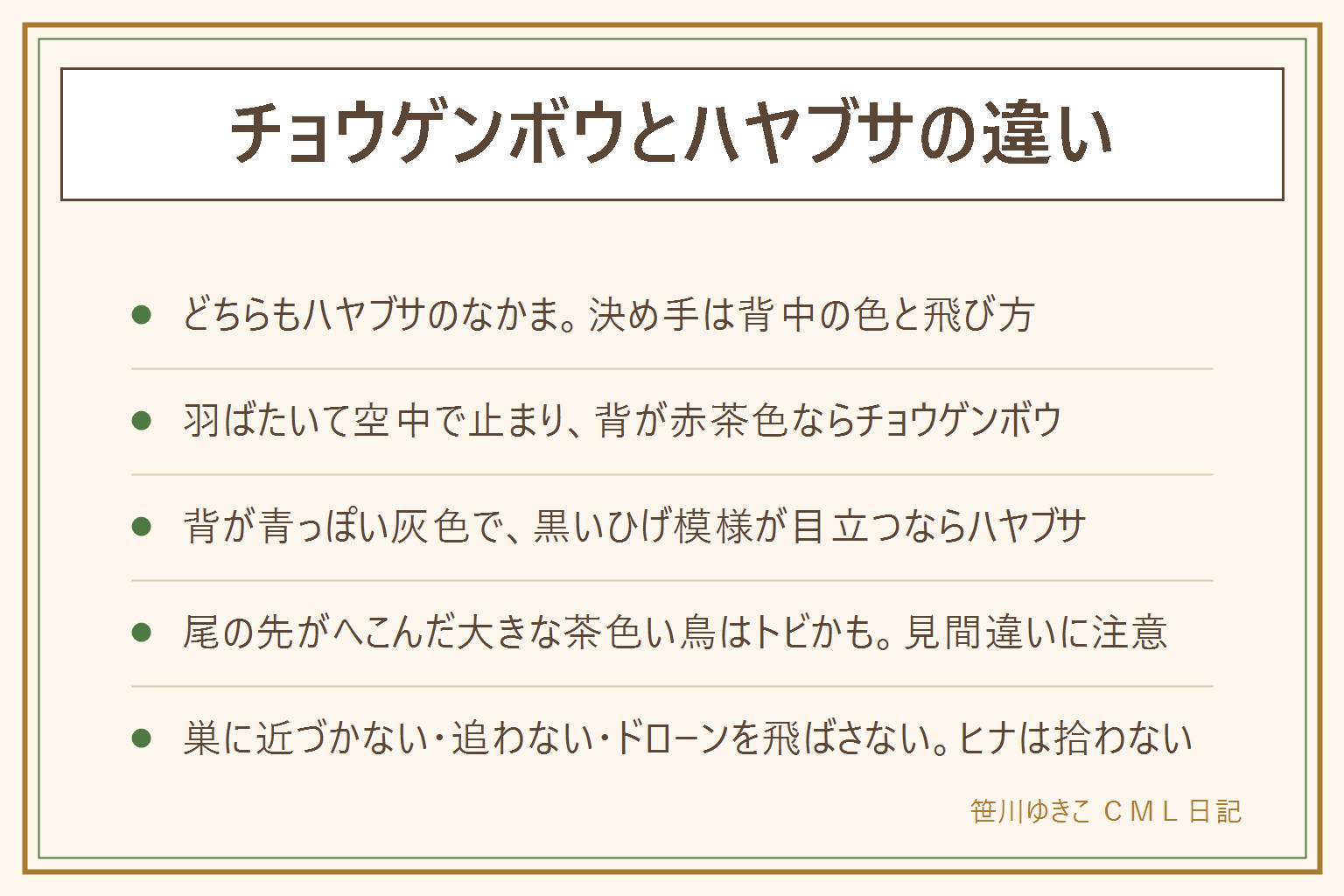 チョウゲンボウとハヤブサの違いの早見表:どちらもハヤブサのなかま。チョウゲンボウは背中が赤茶色で黒い点があり、ハトくらいの大きさで、羽ばたきながら空中で止まる飛び方をする。オスは頭が灰色っぽい。ハヤブサは背中が青っぽい灰色で、目の下に黒いひげのような模様が目立ち、カラスくらいの大きさで速くまっすぐ飛ぶ。尾の先がへこんだ大きな茶色い鳥はトビ、尾が丸くおなかが白っぽいのはノスリ。巣に近づかない、ヒナを拾わない、えさをやらない、追いかけない、ドローンを飛ばさない。離れて双眼鏡で静かに見る。