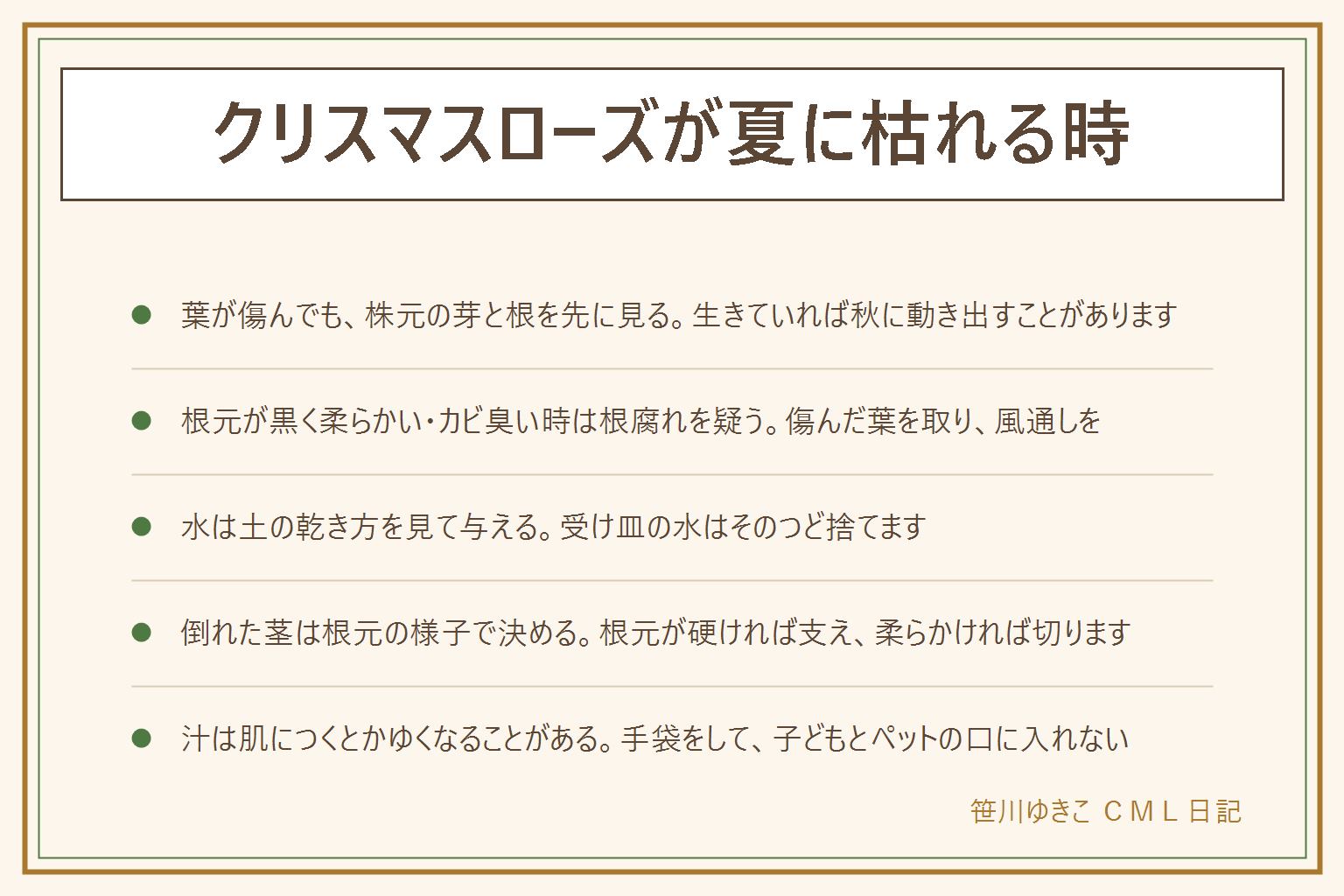 クリスマスローズが夏に枯れる時の早見表:夏に葉が茶色くなるのは暑さと蒸れで株が弱るため。葉ではなく株元の芽と根の色を見て、芽があり根が白く硬ければ生きていて、涼しくなってから新しい葉が出ることがある。根元が黒く柔らかい・カビ臭い時は根腐れを疑い、傷んだ葉を取り、風通しをよくし、受け皿の水を捨てる。茎が倒れた時は根元が硬ければ支え、柔らかければ根元近くで切る。秋は傷んだ葉を整え、植え替えの時期は説明書きで確かめる。汁は肌につくとかゆくなることがあるので手袋をして、子どもやペットの口に入れない