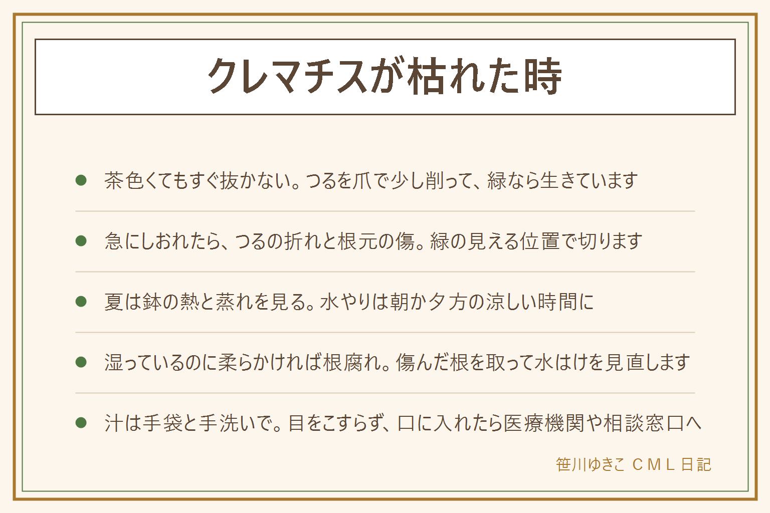 クレマチスが枯れた時の早見表:茶色くてもすぐ抜かず、つるを爪で少し削って緑なら生きている。急にしおれたらつるの折れと根元の傷を見て、緑の見える位置で切る。夏は鉢の熱と蒸れを見て、水やりは朝か夕方の涼しい時間に。土が湿っているのに株元が柔らかく嫌なにおいがすれば根腐れを疑い、傷んだ根を取って水はけを見直す。冬は地上が休む品種もあるので、札や説明書きを見て冬の間は抜かない。汁で肌がかぶれることがあるので、手袋をして目をこすらず、作業のあとは石けんで手を洗い、口に入れてしまったら医療機関や中毒の相談窓口へ