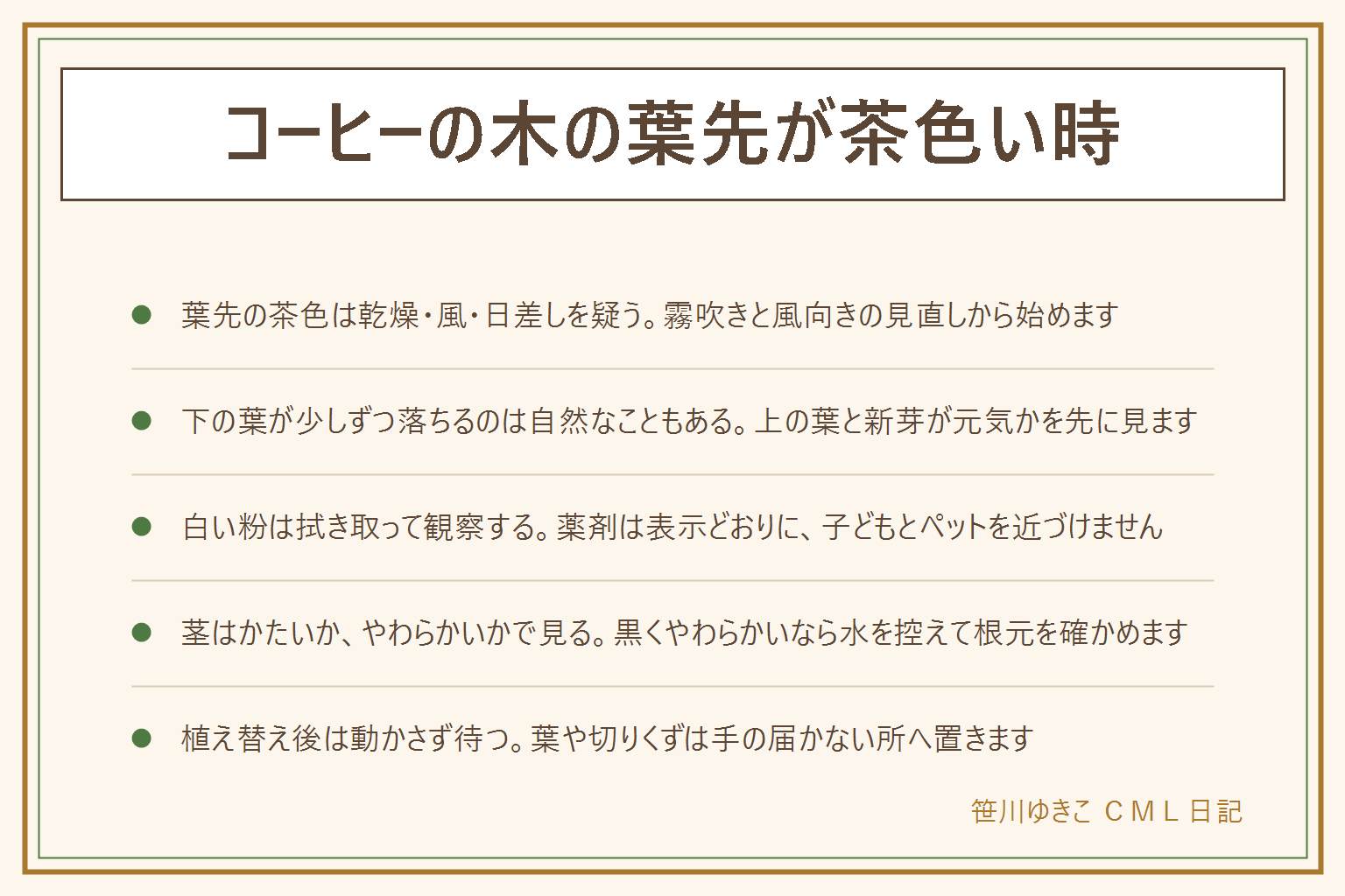 コーヒーの木の葉先が茶色い時の早見表:葉先が茶色くパリパリなのは空気の乾燥・風・強い日差しを疑い、風向きを変え、霧吹きで葉に水分を与え、レースのカーテン越しの光にする。茶色くなった部分は戻らないが広がらなければ落ち着いている。下の葉が少しずつ落ちるのは自然な入れ替わりのことがあり、上の葉と新芽が元気かを見る。短い間に何枚も落ちるなら置き場所と水の多さを見直す。白い粉は拭き取って観察し風通しをよくする。茎が茶色くかたいのは成長の変化のこともあり、黒くやわらかいなら水を控えて根元を確かめる。植え替え後は動かさず待つ。葉や切りくずは子どもとペットの手の届かない所へ