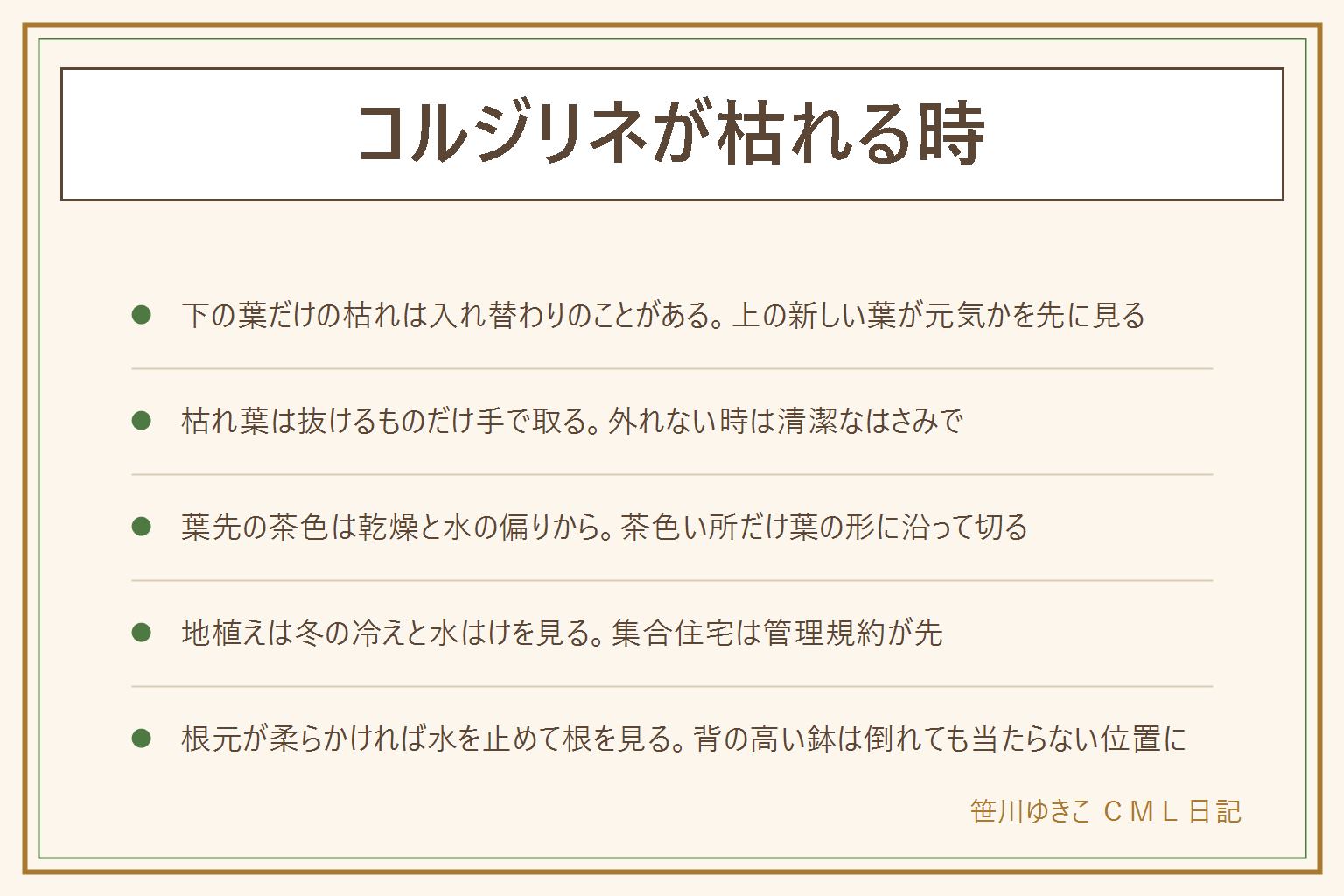 コルジリネが枯れる時の早見表:下の葉だけ枯れるのは古い葉の入れ替わりのことがあり、上の新しい葉が元気かを先に見る。枯れ葉は手で引いて抜けるものだけ取り、外れない時は清潔なはさみで切る。葉先が茶色い時は乾燥と水の偏りを見て、茶色い所だけ葉の形に沿って切る。地植えは冬の冷えと水はけを見る。株全体がしおれ根元が柔らかい時は水を止めて根を確かめる。伸びすぎは幹の途中で切り戻し、背の高い鉢は倒れても人に当たらない位置に置く。子どもとペットの手の届かない所に置く