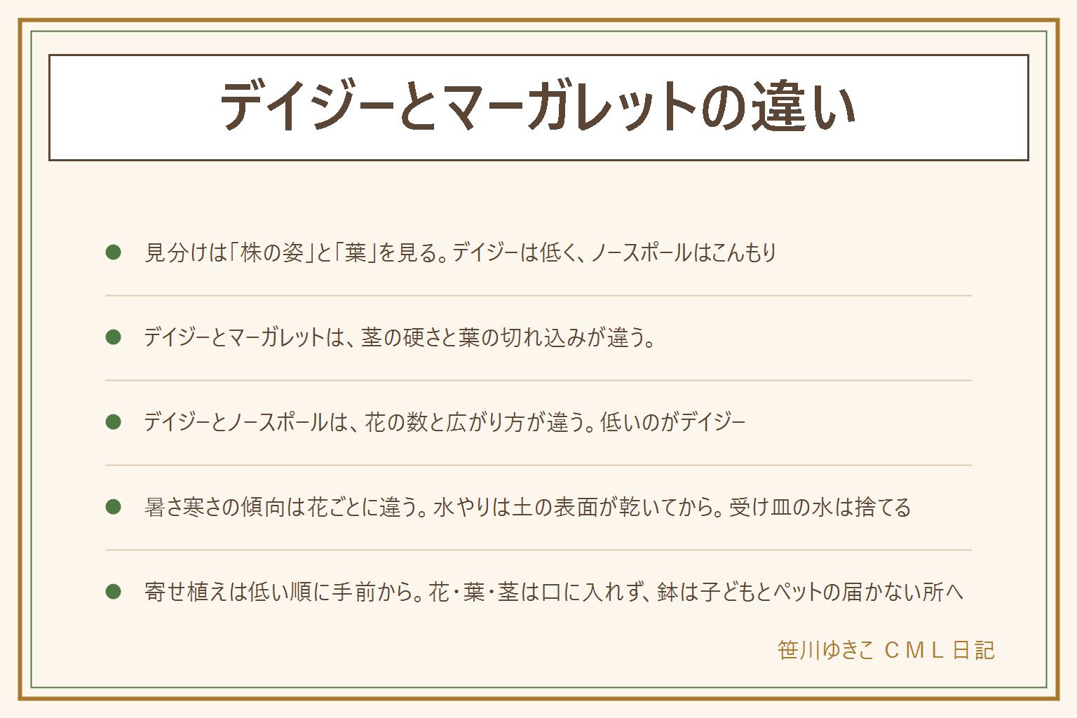 デイジー・マーガレット・ノースポールの見分けの早見表:花より株の姿と葉を見る。デイジーは葉が根元に集まって低く広がり、花は1本の茎に1輪。ノースポールは枝分かれしてこんもり茂り、白い一重の花が数多く咲く。マーガレットは茎が硬くなって木のように大きくなり、葉は深く細かく切れ込む。デイジーとマーガレットは株の育ち方、デイジーとノースポールは花の数と広がり方で見分ける。暑さ寒さの傾向は花ごとに違い、共通の世話は日なたに置く、土の表面が乾いてから水をやる、受け皿の水は捨てる、花がらはつけ根から摘む。寄せ植えは手前にデイジー、真ん中にノースポール、奥にマーガレット。花・葉・茎は口に入れず、鉢は子どもとペットの届かない所に置き、触ったら手を洗う。口に入れた時は医療機関や中毒の相談窓口、ペットは獣医さんへ