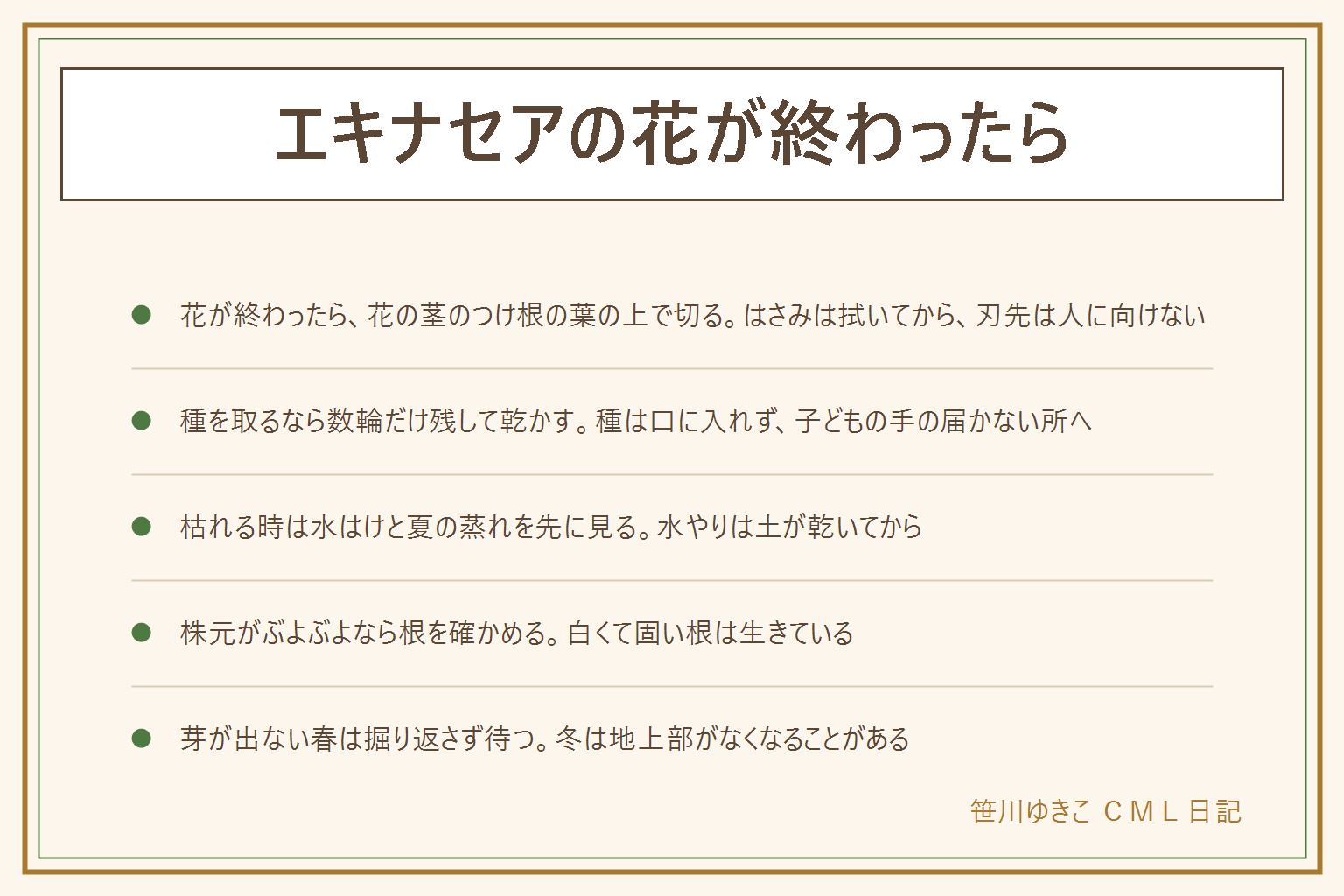 エキナセアの花が終わったらの早見表:花が終わったら花の茎のつけ根の葉のすぐ上で切る、葉は残す。はさみは拭いて清潔にし、刃先は人に向けず、使い終えたら子どもの手の届かない所へ。種を取るなら数輪だけ残して乾かし、種は口に入れない。枯れる時は水はけと夏の蒸れを先に見て、水やりは土が乾いてから。株元がぶよぶよなら根を確かめ、白くて固い根は生きていて、茶色く柔らかい根は傷んでいる。翌年咲かない時は日当たりと混み合いを見る。春に芽が出ない時は冬に地上部がなくなることがあるので、目印を挿して掘り返さず待つ。猫・犬・小鳥にかじらせない