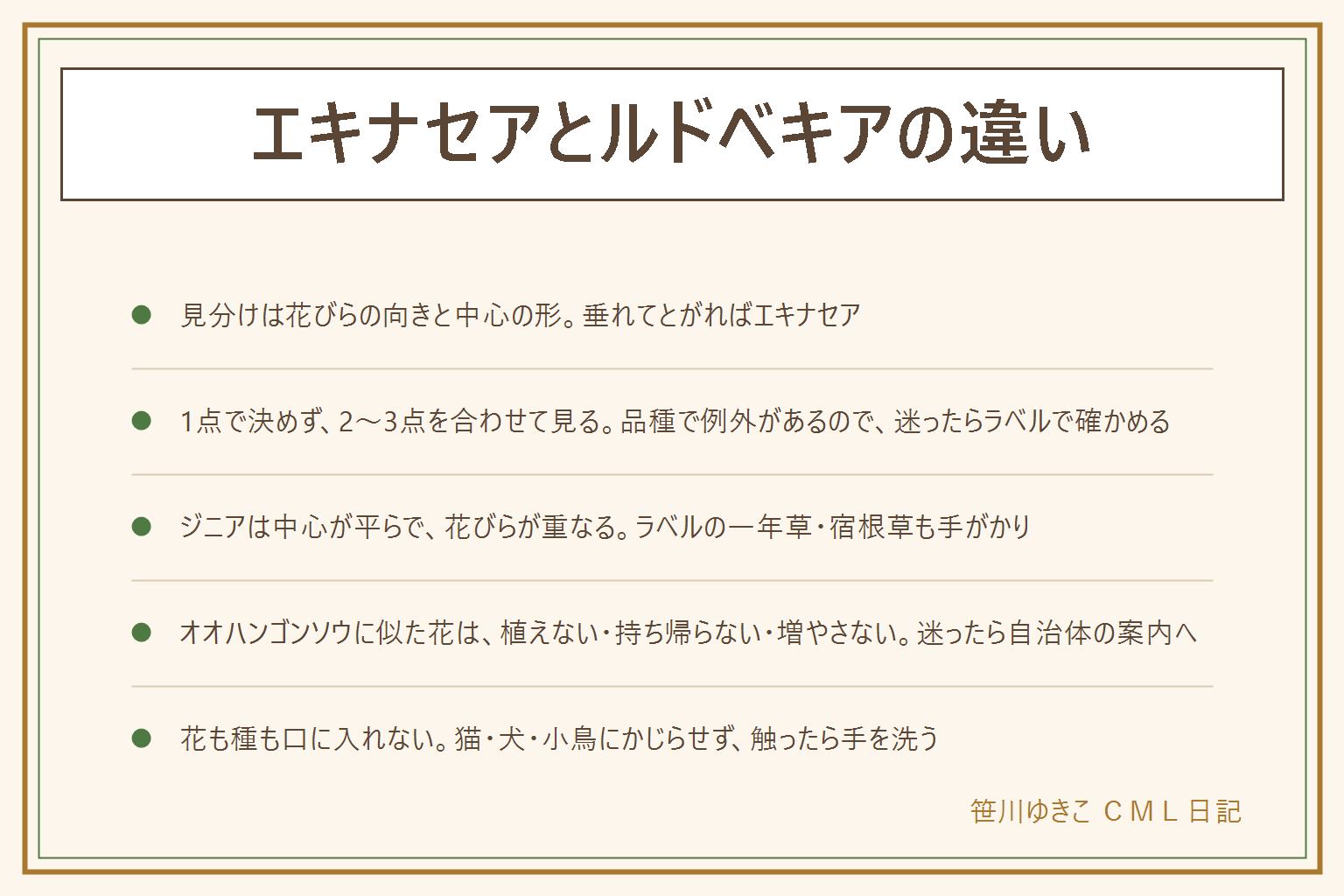 エキナセアとルドベキアの違いの早見表:見分けは花びらの向きと花の中心の形。エキナセアは花びらが下に垂れて中心が高くとがる、ルドベキアは花びらが横に開いて中心が丸い。品種で例外があるので1点で決めず2〜3点を合わせて見て、迷ったら苗のラベルで確かめる。ジニアは中心が平らで花びらが重なり、一年草として育てられることが多い。オオハンゴンソウに似た黄色い花は特定外来生物と言われるので、植えない・持ち帰らない・増やさない、迷ったら自治体の案内で確かめる。公園の草花は持ち帰らない。花も種も口に入れない、猫・犬・小鳥にかじらせない、触ったら石けんで手を洗う