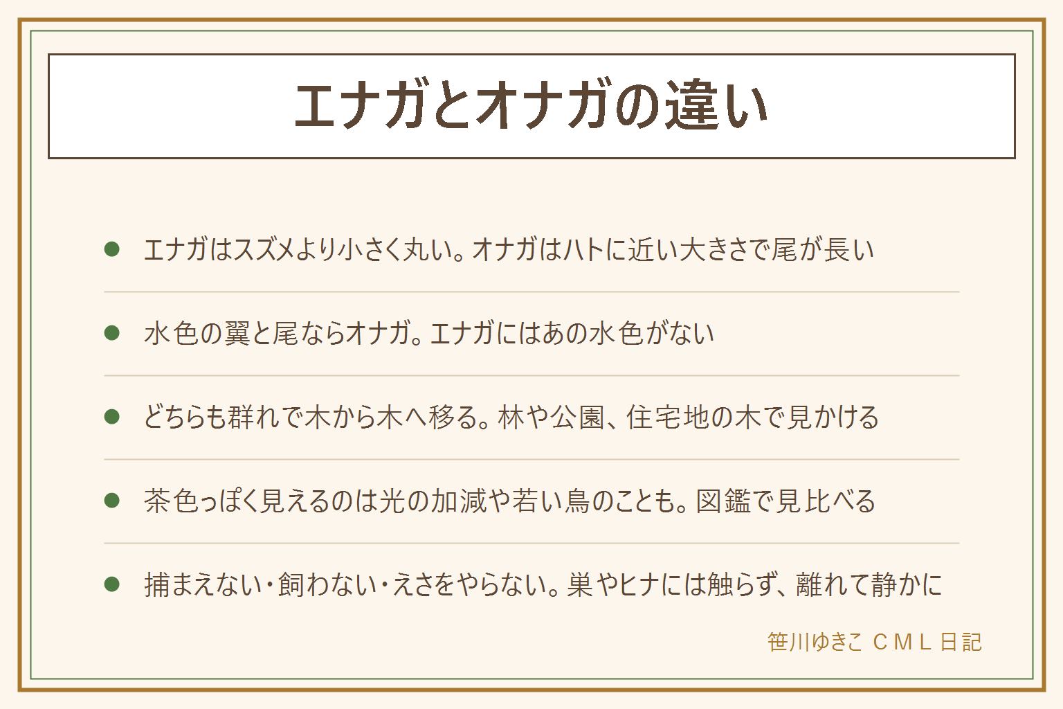 エナガとオナガの違いの早見表:エナガはスズメより小さく丸い体で、白っぽい顔に黒い眉がある。オナガはハトに近い大きさで、頭が黒っぽく、水色の翼と長い尾が目印。どちらも群れで木から木へ移り、林や公園、住宅地の木で見かける。茶色っぽく見えるエナガは、光の加減や羽の色合い、若い鳥のことがある。シマエナガは白さが目立つエナガとして知られる。野鳥は法律で守られているので、捕まえない、飼わない、巣やヒナに触らない、えさをやらない、離れて静かに双眼鏡で見る