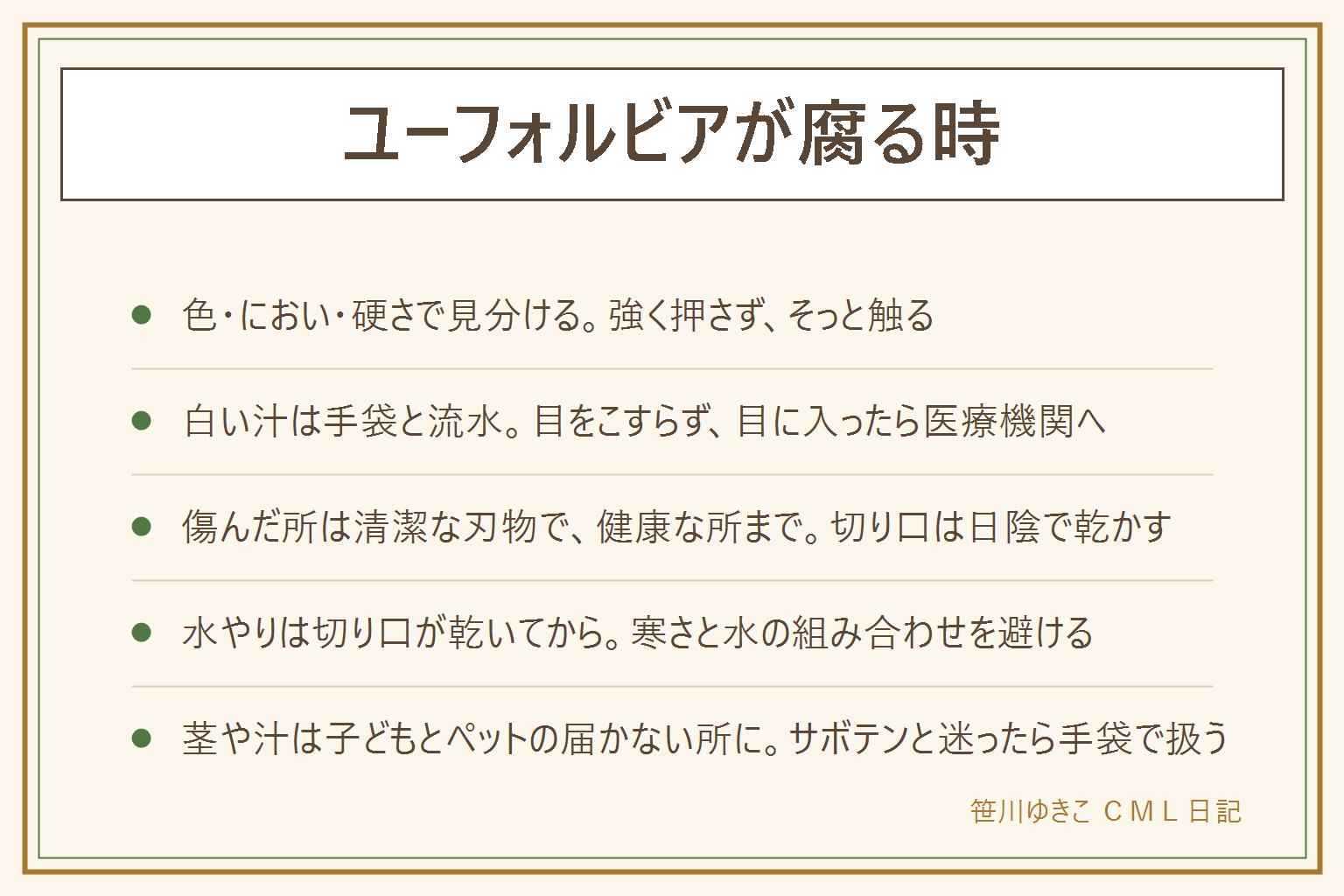 ユーフォルビアが腐る時の早見表:根元がやわらかく黒い時は水のやりすぎと寒さを先に疑い、色とにおいと硬さをそっと触って見る。切ると出る白い汁は肌につくとかぶれることがあると言われるので、手袋をして目をこすらず、ついたらすぐ流水で洗い、目に入った時や痛みが続く時は医療機関に相談する。傷んだ所は清潔な刃物で健康な部分が出るところまで切り、切り口は風通しのよい明るい日陰で乾かす。水やりは乾いてから少しずつ再開する。ひょろ長く伸びたら明るさを少しずつ見直す。サボテンと迷ったら白い汁が出るものとして手袋で扱う。茎や汁は子どもとペットの届かない所に置く