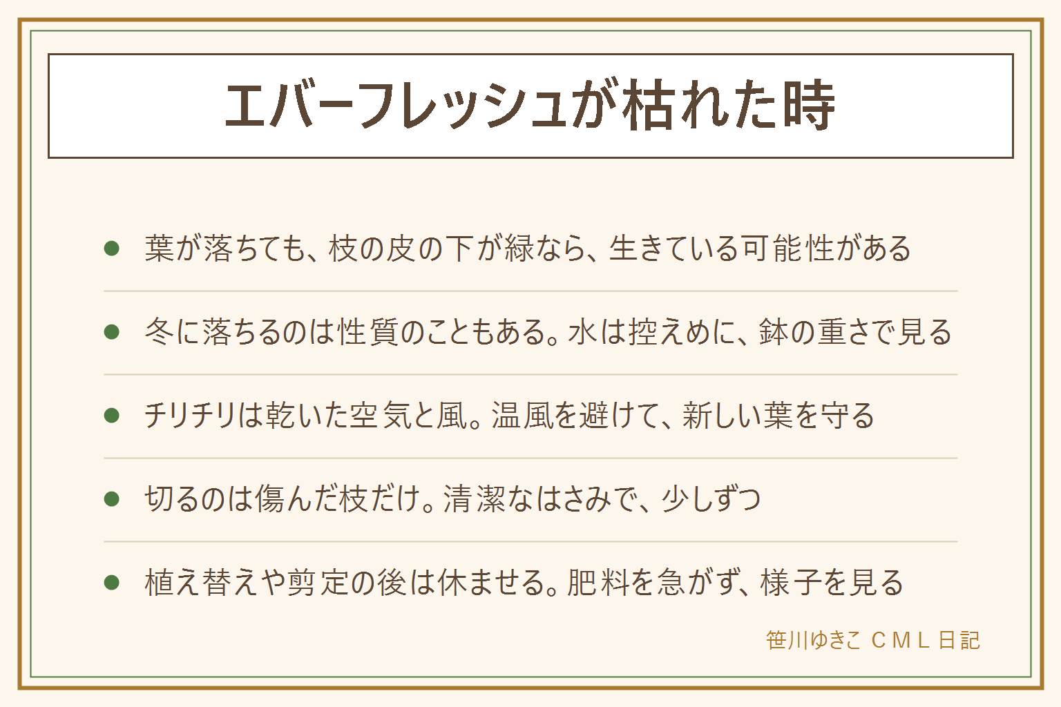 エバーフレッシュが枯れた時の早見表:落ちた葉の量より枝と根元を見る。爪の先で枝の皮をほんの少しこすり、皮の下が緑でしなるなら生きている可能性がある。茶色く乾いてポキッと折れる枝は傷んでいる。冬に葉が落ちるのは性質のこともあり、水は鉢の重さと土の中を見て控えめに。チリチリの葉は乾いた空気と暖房の風が関わるので温風を避ける。全部切る前に、傷んだ枝だけを清潔なはさみで少しずつ切る。植え替えや剪定の後は明るい日陰で休ませ、肥料を急がない。落ちた葉や枝は子どもとペットの口に入らないよう片付ける