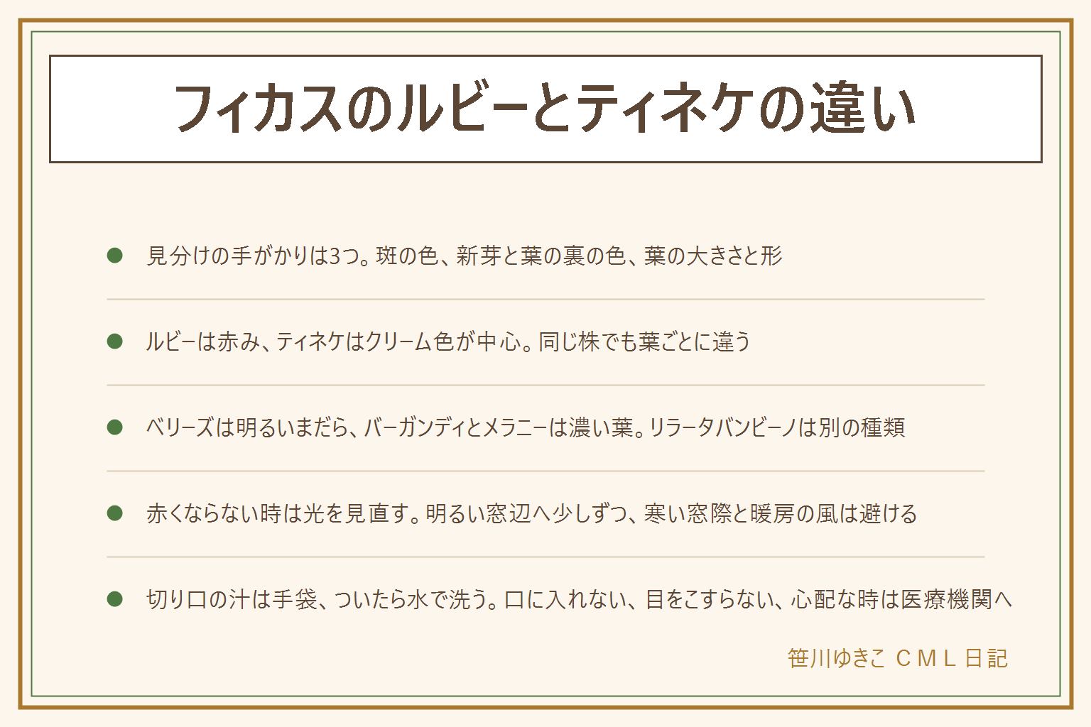 フィカスのルビーとティネケの違いの早見表:見分けの手がかりは斑の色、新芽と葉の裏の色、葉の大きさと形の3つ。ルビーは緑にクリーム色とピンクから赤みの斑、ティネケはクリーム色の斑が中心で赤みは控えめ、ベリーズは緑と黄緑とクリーム色の明るいまだら、バーガンディは赤みを帯びた黒っぽい濃い葉、メラニーは濃い緑でやや丸みのある葉、リラータバンビーノは大きく波打つ別の種類。ルビーが赤くならない時は、明るい窓辺に少しずつ慣らし、寒い窓際と暖房の風を避ける。切り口の白い汁は手袋をして、ついたら水で洗い、目をこすらない。目に入った時や痛む時は医療機関へ。葉や汁を口に入れない、子どもの手の届かない所に置く、猫や犬がかじらない所へ