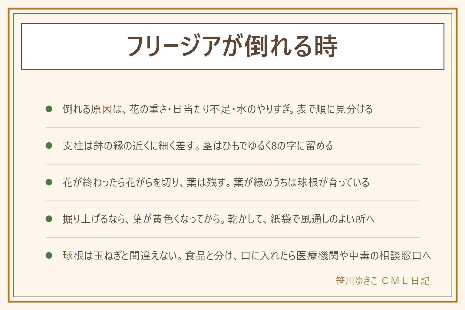 フリージアが倒れる時の早見表:倒れる原因は茎が細く花が重い、日当たり不足でひょろりと伸びた、水のやりすぎ。支柱は鉢の縁の近くに細い支柱を差し、茎をひもでゆるく8の字に留める。きつく縛らず少し余裕を残し、先端にキャップをつけて目や手を守る。花が終わったら花がらを切り、葉は緑のうちは残す。球根の掘り上げは葉が黄色くなってから、土を落として日陰で乾かし、紙袋で風通しのよい涼しい所へ。冷蔵庫に入れるなら食品と分けて家族が間違えないようにする。球根や葉や花は玉ねぎやニラと間違えず口に入れない。口に入れたら医療機関や中毒の相談窓口へ。ベランダの鉢は落ちない位置、風で倒れない所に置く