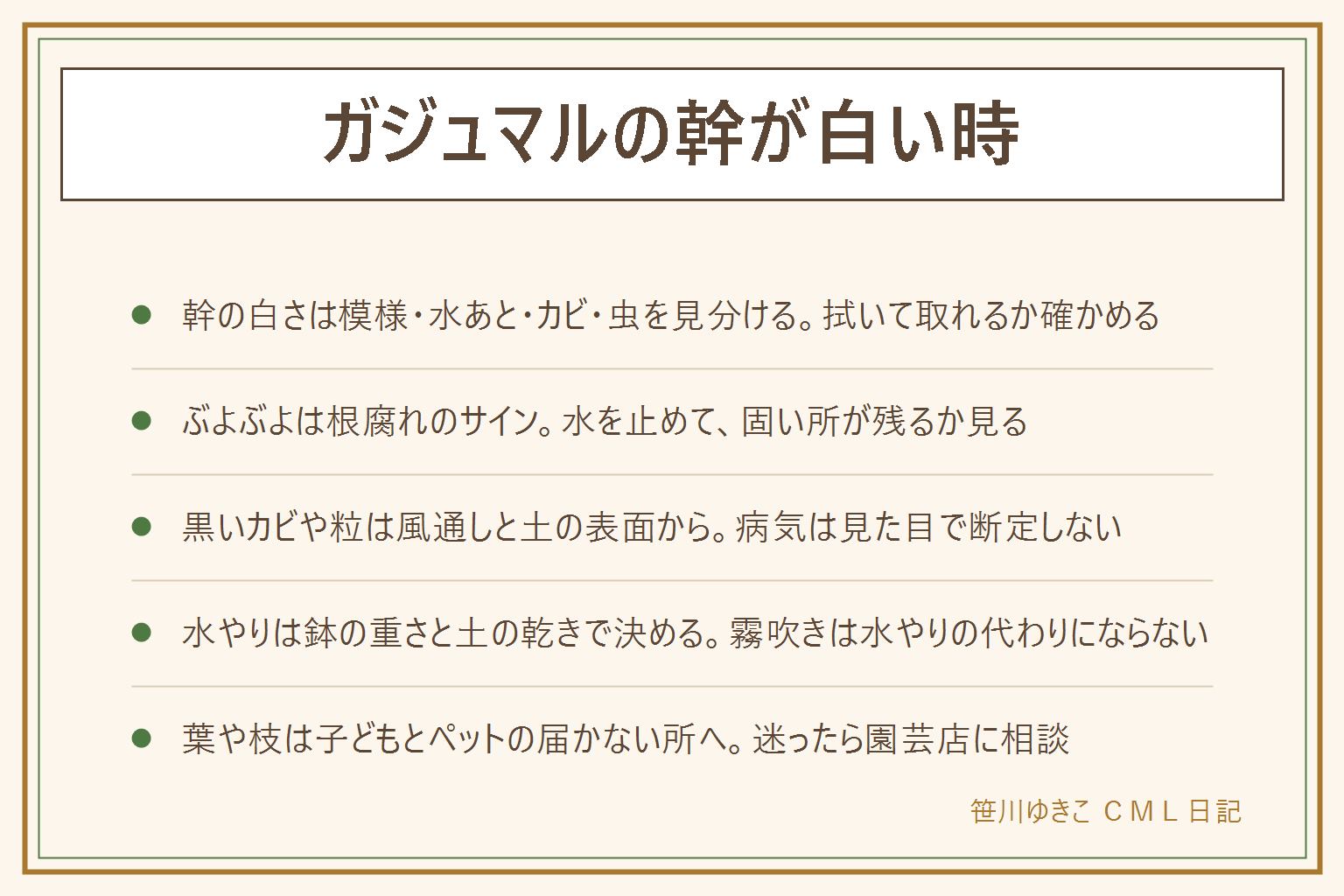 ガジュマルの幹が白い時の早見表:幹の白さは、もともとの色合い、水あと、カビ、虫を見分ける。湿らせた布で拭いて取れるなら水あとの可能性。幹がぶよぶよの時は根腐れを疑い、水を止めて幹の固さを確かめ、鉢から出して根の色を見て傷んだ所を外す。黒いカビや黒い粒は風通しと土の表面を見直し、病気は見た目で決めない。葉が茶色く落ちる時は冷え、置き場所の急な変化、水の多い少ないを見直す。水やりは鉢の重さと土の乾きで決め、霧吹きは葉のほこりと乾燥のためで水やりの代わりにならない。子どもとペットの届かない所に置く