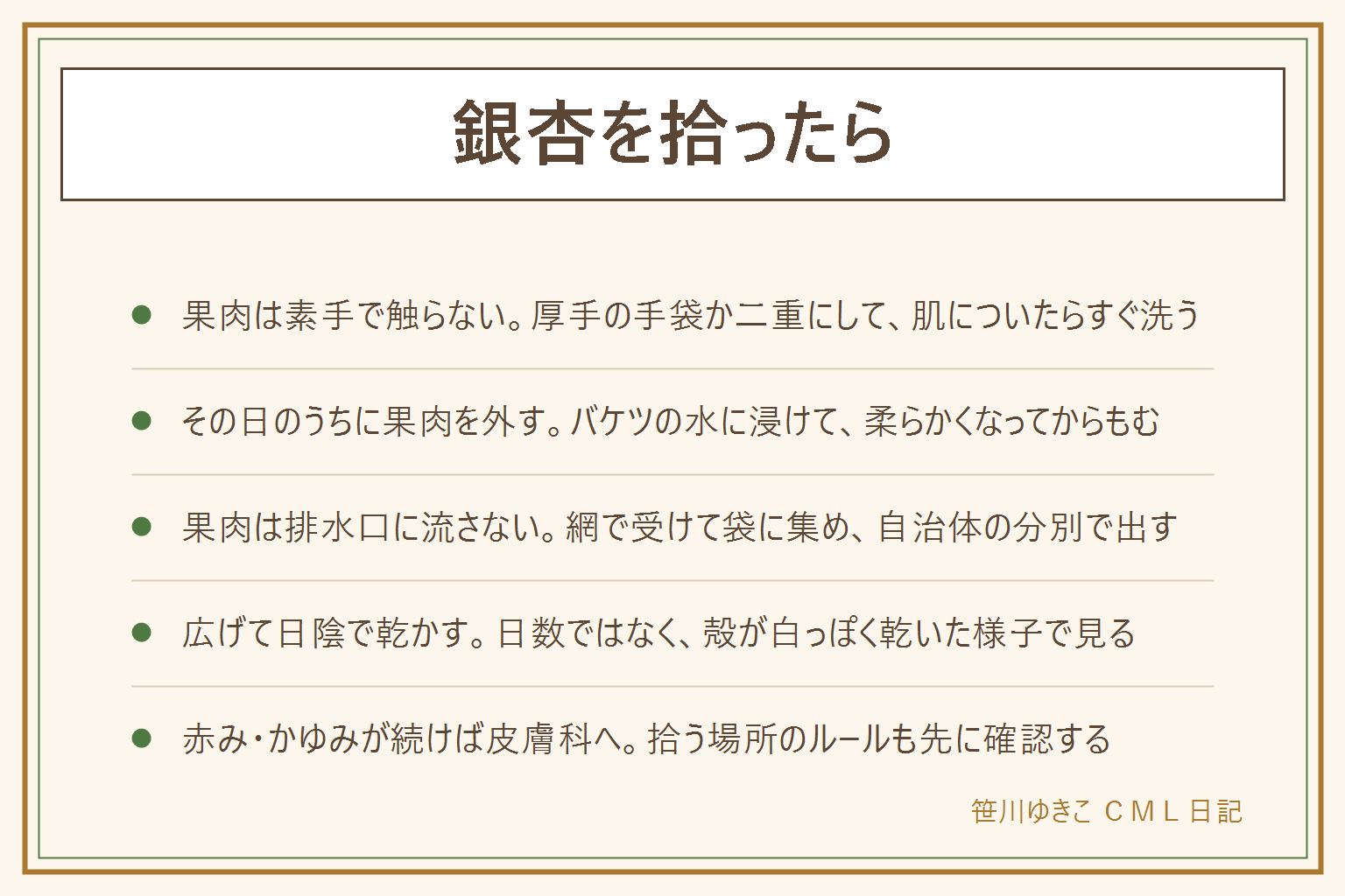 銀杏を拾ったあとの早見表:外側の黄色い果肉は素手で触らず、厚手か二重の手袋と長袖で作業する。肌についたらすぐ洗い流し、赤みやかゆみが続く時は皮膚科へ。拾ったらその日のうちに、バケツの水に浸けて柔らかくしてから手袋でもんで果肉を外す。果肉は網で受けて袋に集め、排水口に流さず自治体の分別で出す。水を替えて洗い、新聞紙やザルに広げて風通しのよい日陰で乾かす。日数は天気で変わり、殻が白っぽく乾いて軽くなるのが目安。公園や街路樹は自治体や管理者のルールを確認し、私有地や境内は許可をもらい、道路では車に注意する
