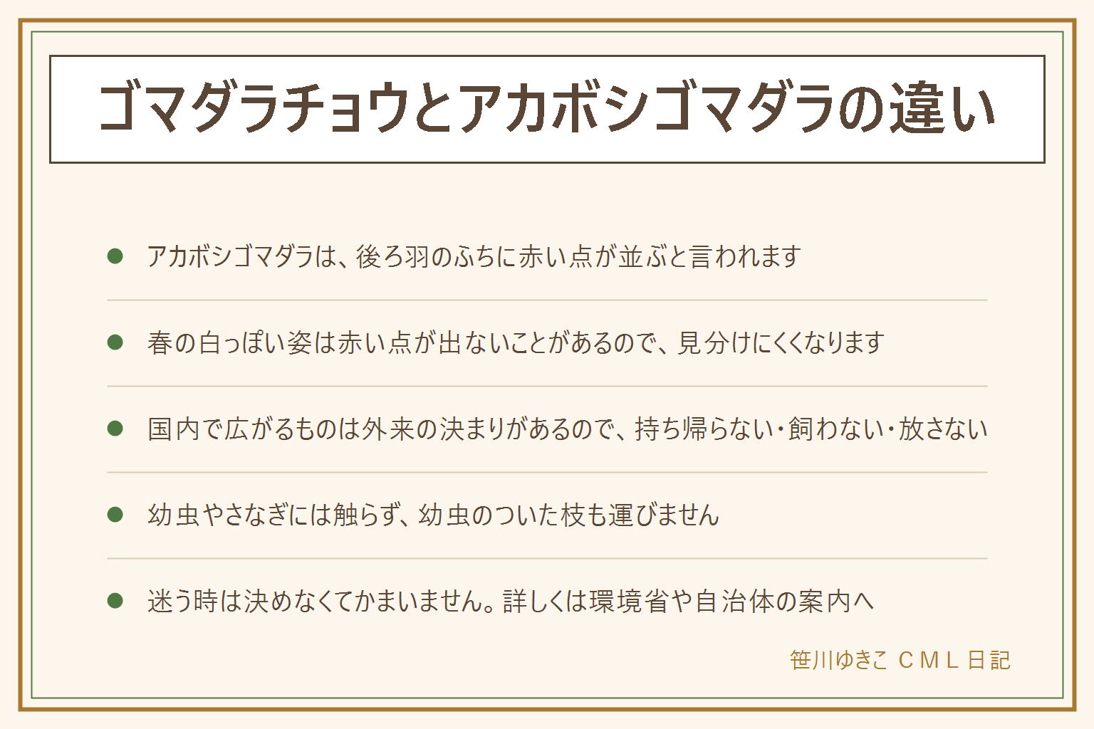 ゴマダラチョウとアカボシゴマダラの違いの早見表:アカボシゴマダラは後ろの羽のふちに赤い点が並ぶのが目印と言われる。ゴマダラチョウは黒地に白い点で赤い点はない。春に出る白っぽいアカボシゴマダラは赤い点が出ないことがあり、見分けにくい。幼虫が食べる木はどちらもエノキと言われる。国内で広がるアカボシゴマダラは法律で決まりのある外来の生き物とされ、つかまえて持ち帰らない、飼わない、ほかの場所に放さない、幼虫のついた枝を運ばない。幼虫やさなぎ、卵には触らない、はがさない。くわしくは環境省や自治体の案内を見る。