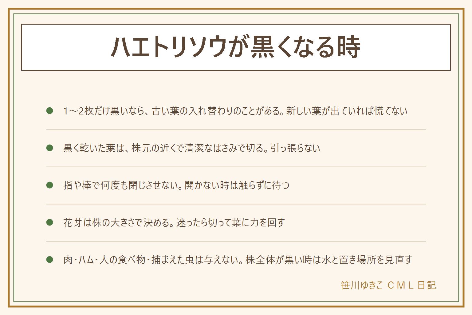 ハエトリソウが黒くなる時の早見表:外側の1〜2枚だけ黒く新しい葉が出ていれば古い葉の入れ替わりのことがある。株全体が黒い、株元が柔らかい時は水と置き場所を見直す。黒く乾いた葉は株元の近くで清潔なはさみで切る。指や棒で何度も閉じさせない、開かない時は触らず待つ。花芽は株の大きさで決め、迷ったら切る。水苔は中まで乾いていないか確かめ、水の種類は説明書きで確認。冬は葉が小さくなり休むことがある。ハエトリソウとハエトリグサは同じ植物の呼び名。肉・ハム・人の食べ物・捕まえた虫は与えない。子どもとペットの手の届かない所に置く