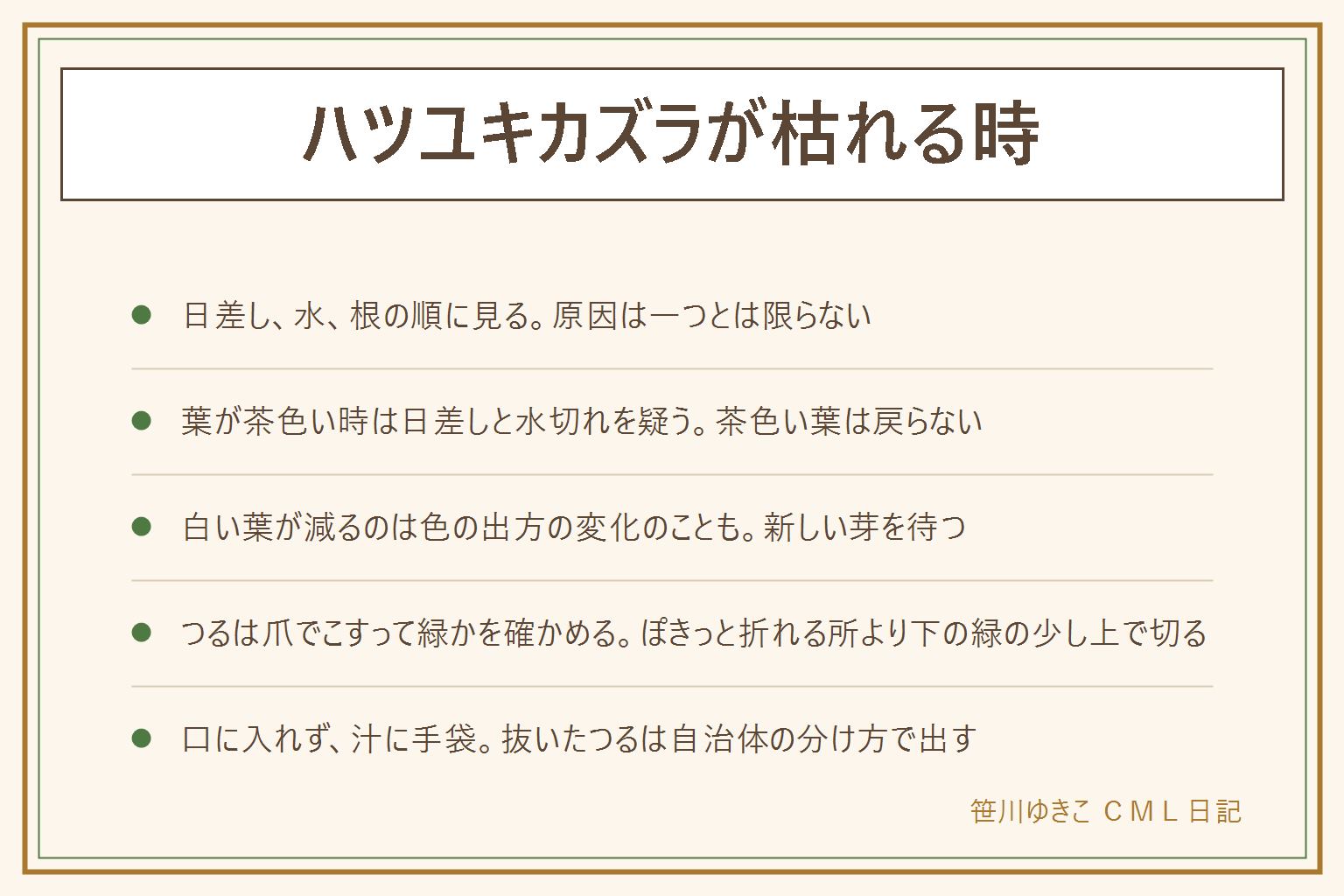 ハツユキカズラが枯れる時の早見表:枯れたように見える時は、水切れ、強い日差しで葉が焼ける、鉢の中の根づまりが多いと言われる。日差し、水、鉢の中の根の順に見る。茶色くなった葉は戻らないので、傷んだ葉だけ取りのぞく。白やピンクの葉が減るのは、日当たりや季節で色が変わったこともある。つるは爪で樹皮を少しだけこすって緑か、軽く曲げてしなるかを確かめ、ぽきっと折れる所より下の緑の残る所の少し上で切る。汁に触れないよう手袋をする。五色カズラとの違いはラベルで確かめる。観賞用の植物は口に入れず、猫や犬がかじらないよう注意する