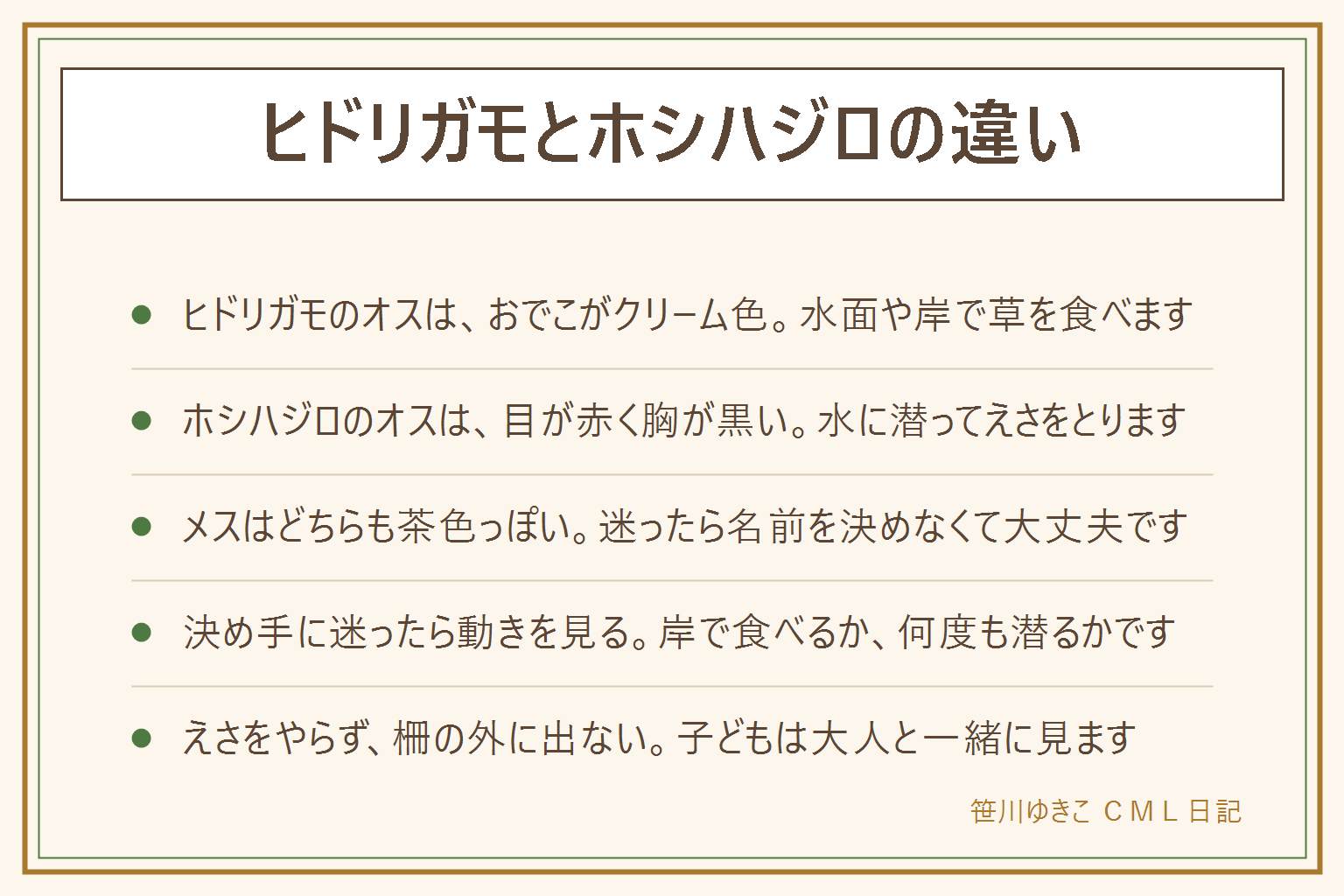 ヒドリガモとホシハジロの違いの早見表:ヒドリガモのオスは頭が赤茶色でおでこがクリーム色、胸はピンクがかった茶色で、水面や岸で草を食べる。ホシハジロのオスは頭が赤茶色で目が赤く、胸が黒く、体は白っぽい灰色で、水に潜ってえさをとる。メスはどちらも茶色っぽく、迷ったら決めない。岸で食べるか、何度も潜るかで動きを見る。水辺ではえさ(パンを含む)をやらない、柵の外に出ない、氷に乗らない、子どもは大人と一緒、犬を放さない、捕まえない、弱った鳥や死んだ鳥は素手で触らない