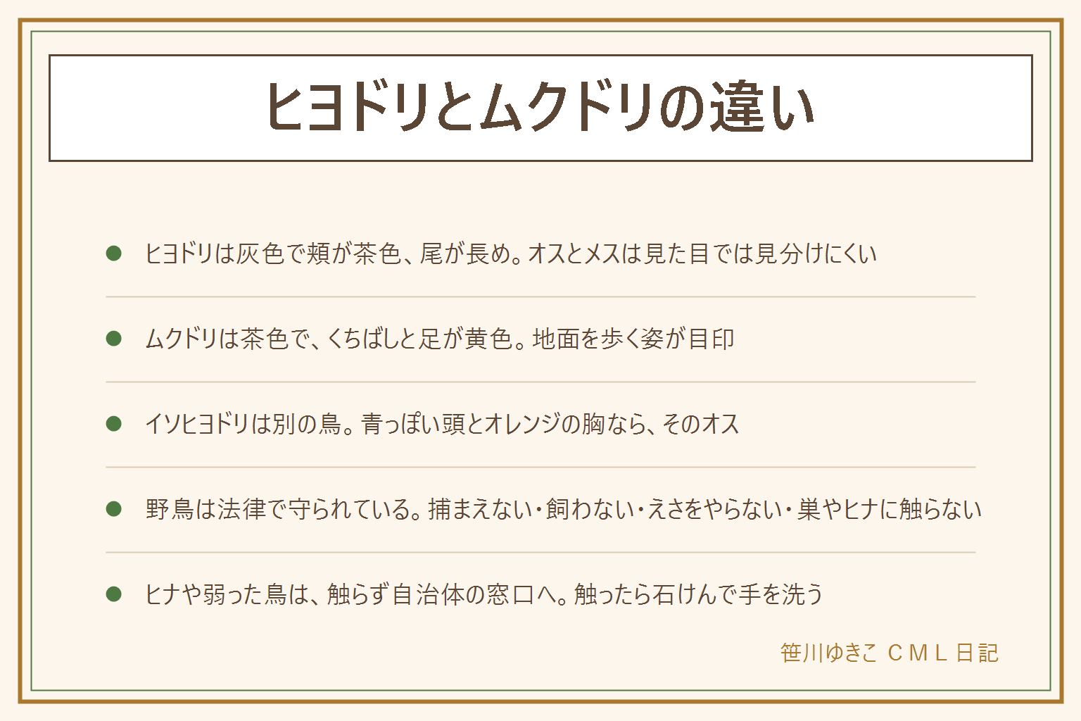 ヒヨドリとムクドリの違いの早見表:ヒヨドリは灰色っぽく頬が茶色で尾が長め、くちばしと足は黒っぽい。ムクドリは茶色っぽく頭のまわりが白っぽく、くちばしと足が黄色からオレンジで尾は短め、地面を歩く。大きさはどちらもスズメより大きくハトより小さい目安。イソヒヨドリは別の鳥でオスは青っぽい頭とオレンジの胸。ツグミは白い眉のすじ。野鳥は法律で守られているので、捕まえない、飼わない、えさをやらない、巣やヒナや卵に触らない、ヒナを拾わない。弱った鳥は自治体の窓口へ。触ったら石けんで手を洗う。人の家をのぞかず、公園の決まりを守る