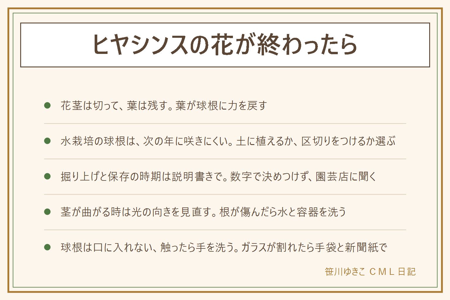 ヒヤシンスの花が終わったらの早見表:しおれた花と花茎は清潔なはさみで切り、葉は残して球根に力を戻す。水栽培の球根は次の年に咲きにくいので、土に植えて育てるか、楽しめたことに区切りをつけるかを選ぶ。鉢や庭の球根は葉が枯れてから掘り上げるか植えたままにするか決め、時期は説明書きと園芸店の案内で確かめる。茎が曲がる時は容器を回して光を均等に当てる。根が傷んだら水を替え容器を洗い傷んだ根だけ取り除く。ガラスの容器は割れたら厚手の手袋と新聞紙で包み自治体の割れ物の出し方で。球根は子どもとペットの口に入らない所に置き、触ったら手を洗う