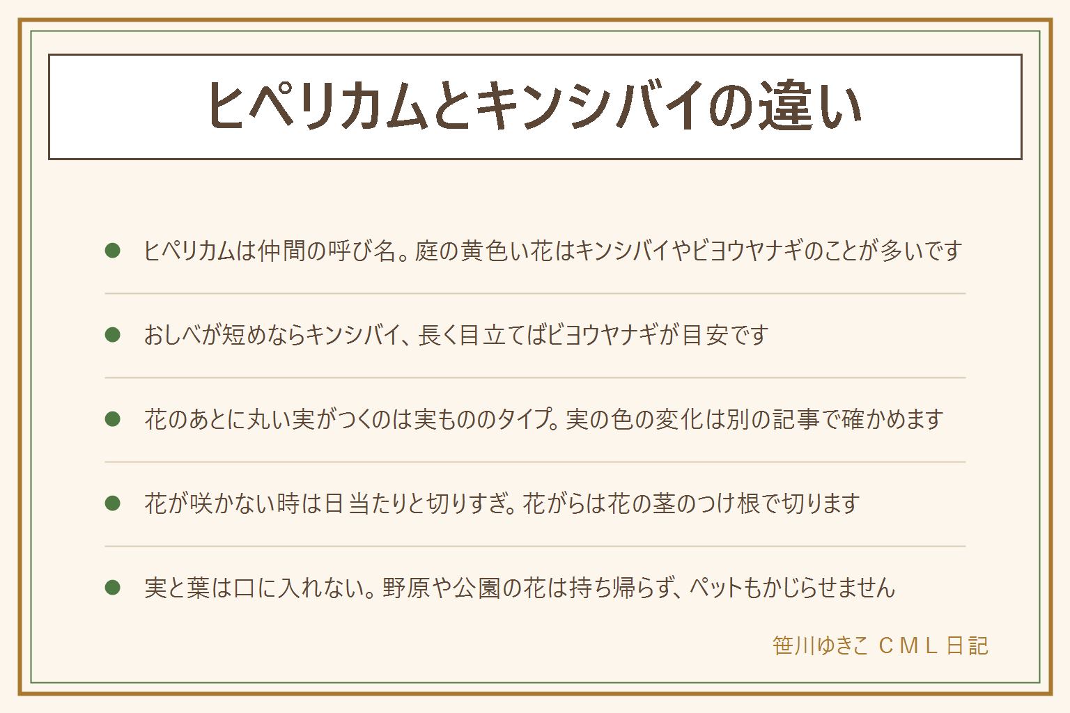ヒペリカムとキンシバイの違いの早見表:ヒペリカムはオトギリソウの仲間をまとめた呼び名で、花屋では実を楽しむ枝ものを指すことが多い。キンシバイは半開きのおわん形でおしべが短め、ビヨウヤナギは花びらが開いてお皿のようでおしべが長く束になって目立つ。迷ったら花を正面から見て、おしべが花びらより長いかを確かめる。野原の小さな黄色い花はオトギリソウの仲間で、花も草丈も小さい。花が咲かない時は日当たり、切りすぎ、枝の混み合いを見直し、花がらは花の茎のつけ根、葉の上で切る。はさみの刃先は自分の体と反対に向け、使ったら子どもの手の届かない所へ。実と葉は口に入れず、ペットもかじらせない。野原や公園の花は持ち帰らない