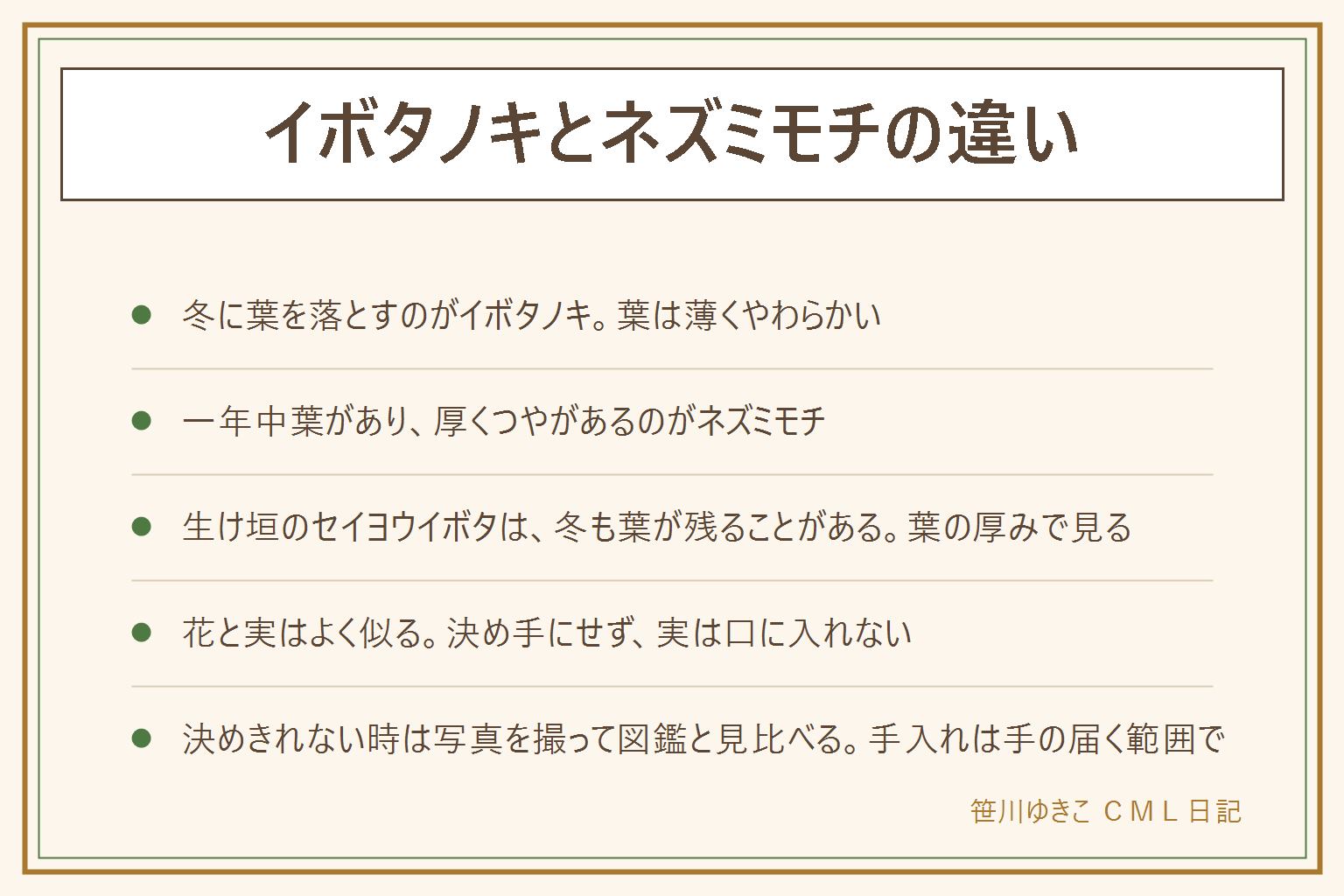 イボタノキとネズミモチの見わけ方の早見表:いちばんの目印は冬の姿と葉の厚み。イボタノキは秋から冬に葉を落とす木で、葉は薄くやわらかい。ネズミモチは一年中葉がある常緑の木で、葉が厚くつやがある。どちらも初夏に白い小さな花の房がつき、秋に黒っぽい実がなるので、花や実は決め手にしない。実は口に入れない。生け垣によく使われるセイヨウイボタは、冬も葉が残りやすいものがある。決めきれない時は、木の全体、葉の表と裏、枝先、花や実を写真に撮って図鑑と見比べる。生け垣の手入れは手の届く範囲で、手袋をして、高い所は造園業者へ。