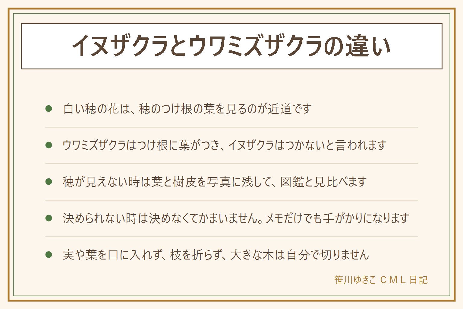 イヌザクラとウワミズザクラの違いの早見表:どちらも小さな白い花が穂のように集まって咲く桜のなかま。見分けの手がかりは花の穂のつけ根で、ウワミズザクラは穂のつけ根に葉がつき、イヌザクラは穂のつけ根に葉がつかないと言われる。穂が見えない時は葉と樹皮を写真に残して図鑑と見比べ、決められなければ決めなくてよい。シウリザクラは寒い地域の山で見られると言われる。実、葉、花を口に入れない、枝を折らない、花を摘まない、持ち帰らない、登山道から外れない、私有地に入らない。大きくなった木は自分で切らず造園業者に相談する
