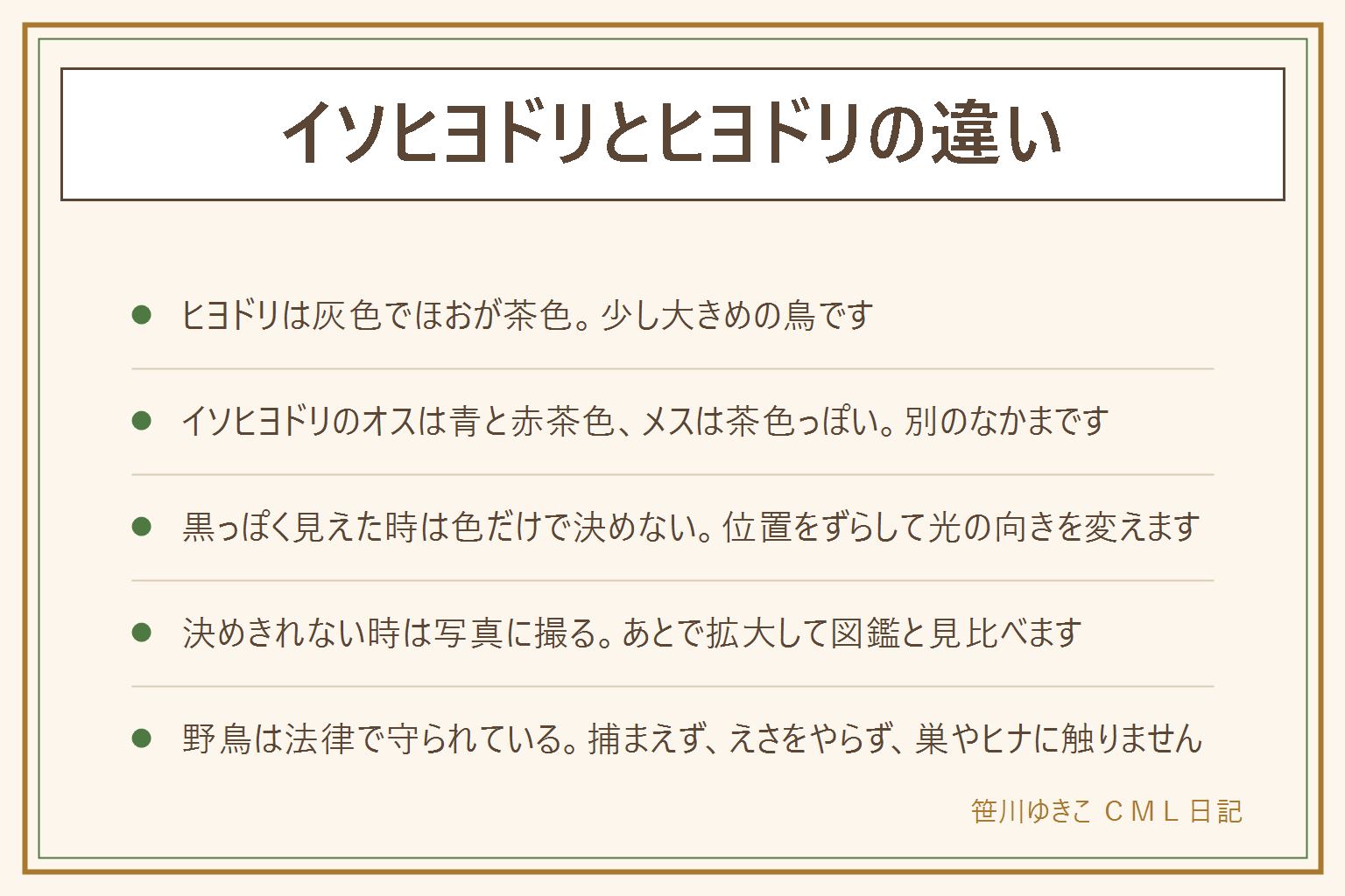 イソヒヨドリとヒヨドリの違いの早見表:名前は似ているが別のなかまの鳥。ヒヨドリは全体が灰色でほおに茶色い部分があり少し大きめ。イソヒヨドリのオスは頭から背中が青くおなかが赤茶色、メスは全体が茶色っぽい。逆光や日陰ではオスが黒っぽく見えることがあるので、色だけで決めず立つ位置をずらして光の向きを変え、写真を撮って図鑑と見比べる。野鳥は法律で守られているので、捕まえない、飼わない、えさ(パンを含む)をやらない、巣やヒナに触らない、巣箱やえさ台をかけない。私有地や立入禁止の場所に入らず、子どもは大人と一緒に、水辺では目を離さず、犬は放さない