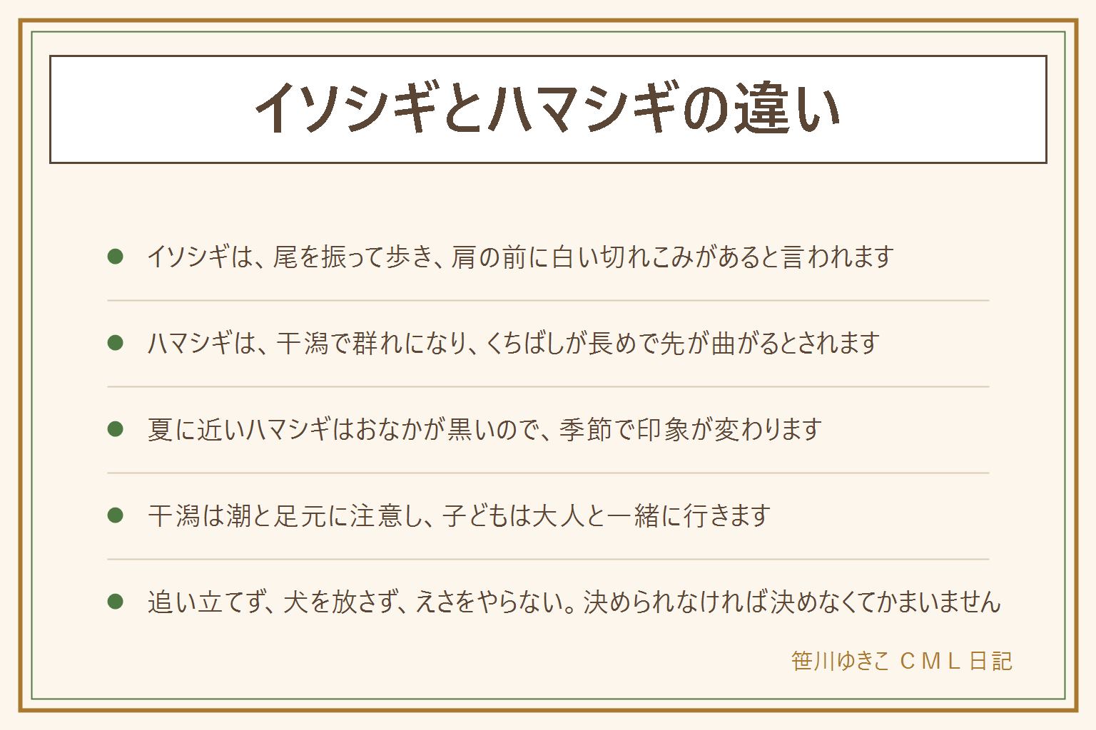 イソシギとハマシギの違いの早見表:イソシギは川や池の岸に1羽でいることが多く、尾を上下に振りながら歩き、肩の前に白い切れこみのような模様がある。くちばしはまっすぐで細め。ハマシギは干潟で群れになることが多く、くちばしが長めで先が少し下に曲がり、夏に近づくとおなかに黒い模様が出る。大きさはどちらもムクドリより少し小さいくらい。場所と群れ、くちばし、肩の模様を重ねて見て、迷ったら決めない。干潟は潮の時間と足元に注意し、子どもは大人と一緒。追い立てない、犬を放さない、えさ(パンを含む)をやらない、巣やヒナに触れない、捕まえない。