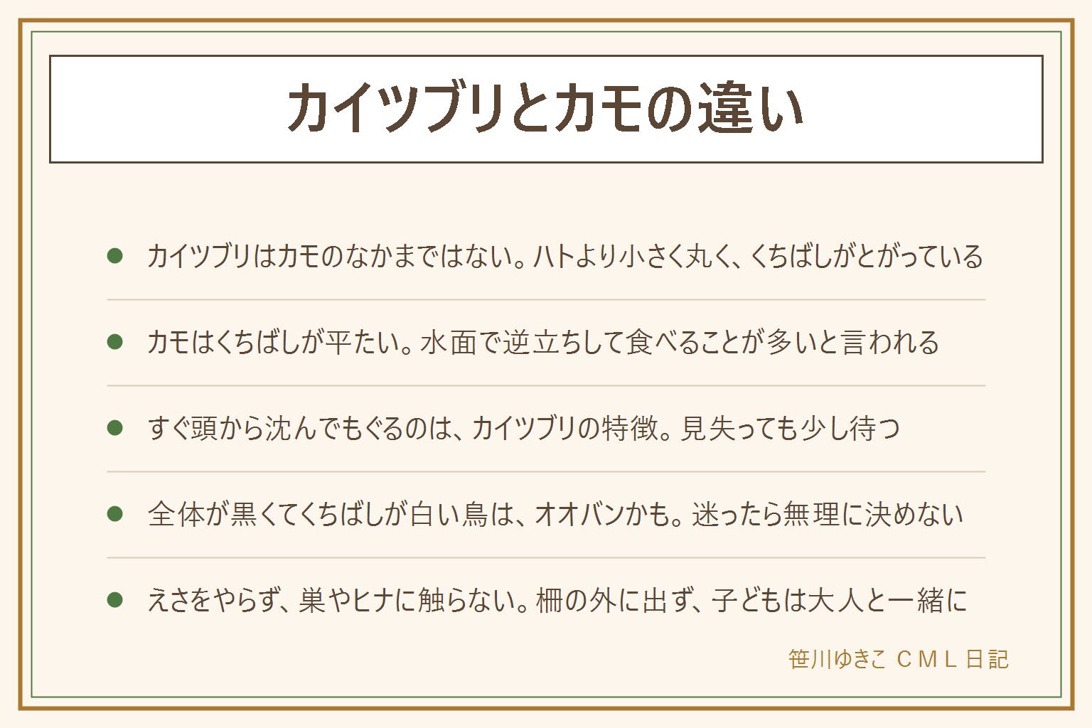 カイツブリとカモの違いの早見表:カイツブリはカモのなかまではなく、ハトより小さく丸っこい。くちばしは短めでとがっていて、頭から沈んでよくもぐり、離れた所に浮かぶ。夏は首が赤茶色っぽく、冬は地味な灰茶色と言われる。カモはくちばしが平たく、水面で逆立ちして食べることが多く、尾が少し上に出る。全体が黒くくちばしが白い鳥はオオバンかもしれない。ヒナを背中に乗せることがあると言われるが、巣やヒナには近づかず、触らず、拾わない。えさ(パンを含む)をやらない、捕まえない、飼わない、柵の外に出ない、子どもは大人と一緒、犬は短いリードで