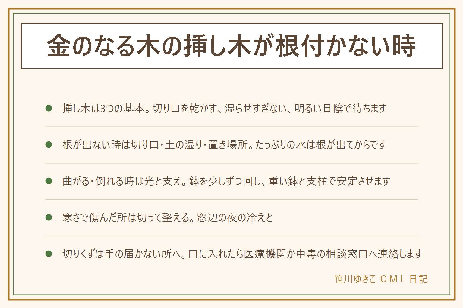 金のなる木の挿し木が根付かない時の早見表:挿し木は切る、切り口を乾かす、乾いた土に浅く挿す、明るい日陰で待つの流れ。根が出ない時は切り口が乾いているか、土が湿りすぎていないか、置き場所が暗い・寒い・風が強くないかを見る。水は枝にハリがあれば足さず、根が出てからたっぷり。茎が曲がる・倒れる時は鉢を少しずつ回し、支えを添え、重い鉢に替える。背の高い鉢は倒れても人に当たらない位置に置く。寒さや雪で黒く透けた所は切って整え、窓辺の夜の冷えに注意する。花は日当たりと水を控える考え方で、株が育ってから。切りくずは子どもとペットの口に入らない所へ