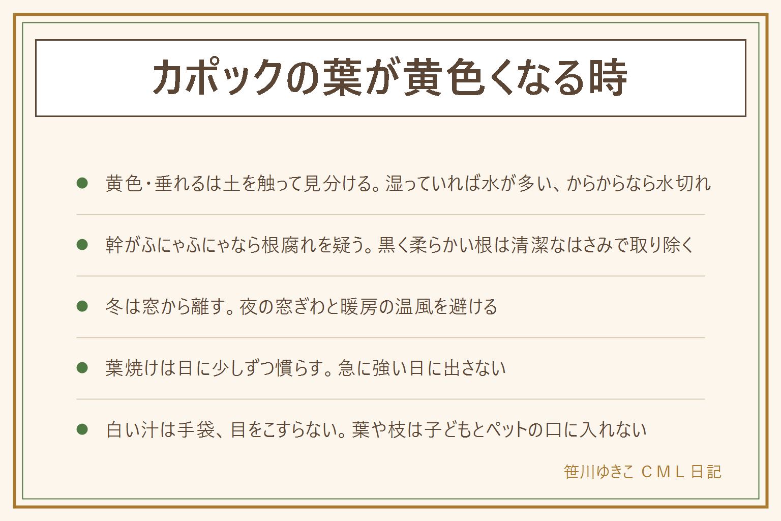 カポックの葉が黄色くなる時の早見表:土の乾きと幹の固さと置き場所で見分ける。土が湿ったまま黄色いのは水の与えすぎで、土の表面が乾いてから水をあげ受け皿の水は捨てる。土がからからで垂れるのは水切れ。幹がふにゃふにゃで土のにおいがあれば根腐れを疑い、黒く柔らかい根を清潔なはさみで取り除く。寒い窓ぎわで葉が落ちるなら窓から離し暖房の風を避ける。日に当てて白っぽくなったら葉焼け。切り口の白い汁は手袋をして目をこすらず、落ちた葉は子どもとペットの口に入れない