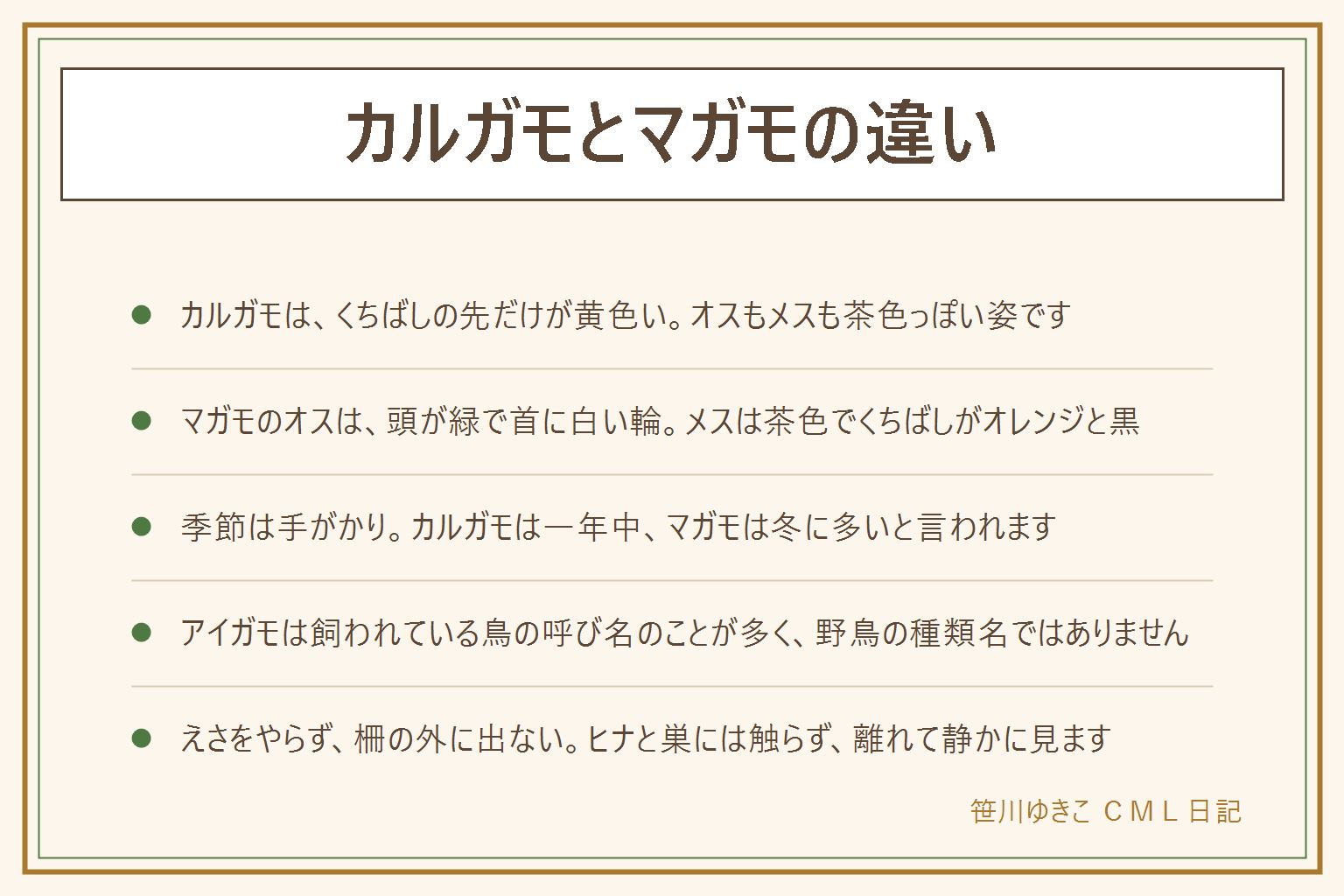 カルガモとマガモの違いの早見表:カルガモはオスもメスも茶色っぽく、くちばしは黒っぽくて先だけが黄色、白っぽい顔に目を通る黒い線がある。マガモのオスは頭がつやのある緑色で首に白い輪があり、くちばしは黄色っぽい。マガモのメスは茶色のまだらで、くちばしはオレンジ色に黒がまざる。見られる季節はカルガモが一年中のことが多く、マガモは冬に来ることが多い。迷ったらくちばしの先を見て、無理に決めなくてよい。アイガモは飼われている鳥の呼び名のことが多い。水辺ではえさ(パンを含む)をやらない、捕まえない、巣やヒナに触らない、柵の外に出ない、子どもは大人と一緒、犬は短いリードで
