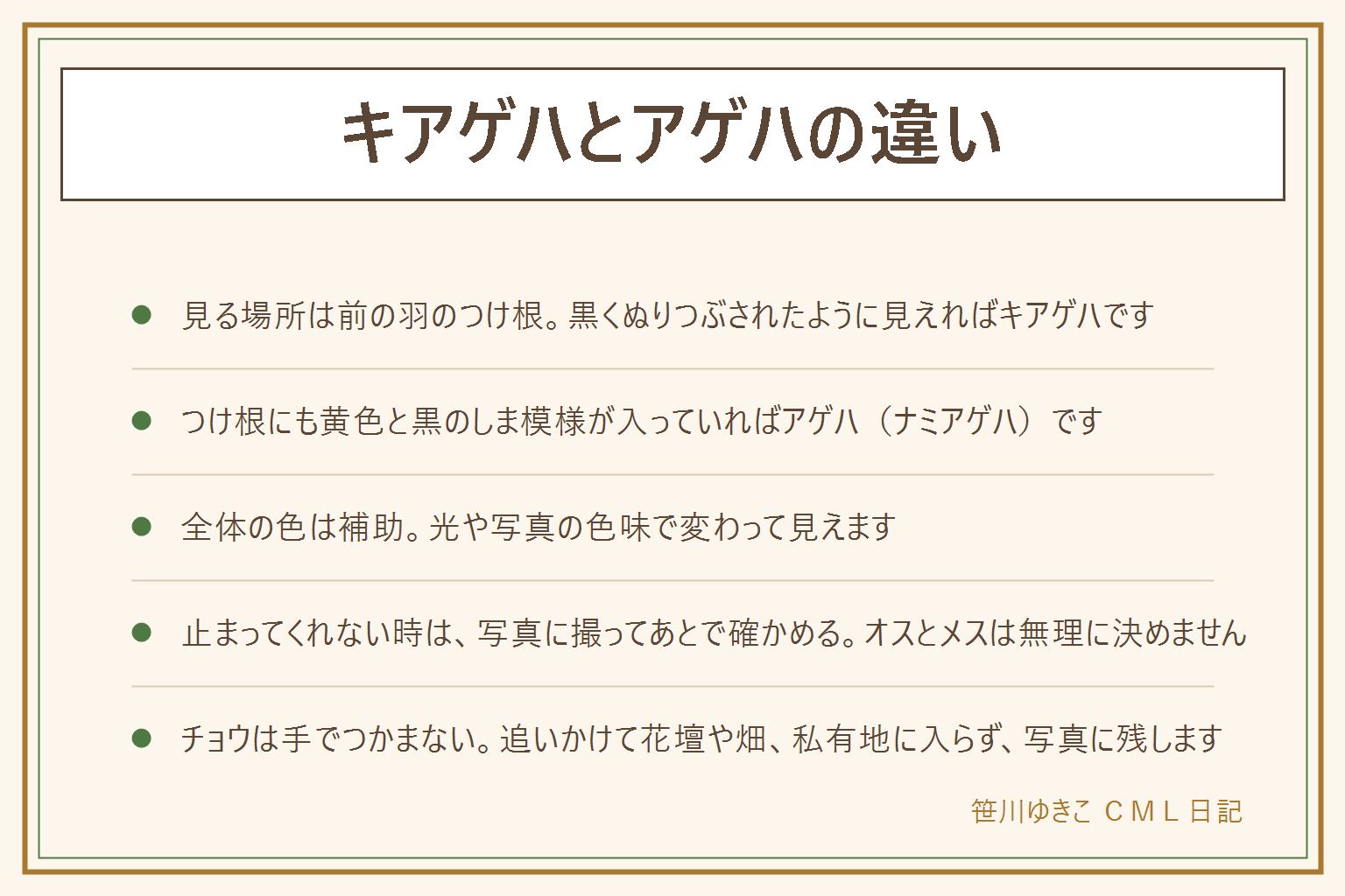 キアゲハとアゲハの違いの早見表:見る場所は前の羽のつけ根。つけ根が黒くぬりつぶされたように見えればキアゲハ、つけ根にも黄色と黒のしま模様が入っていればアゲハ(ナミアゲハ)。全体の色はキアゲハのほうが黄色みが強いことが多いが、光や写真で変わるので補助にする。止まってくれない時は離れて羽が開いた時に写真を撮り、あとで拡大して図鑑と見比べる。オスとメスは外から見て分かりにくいので無理に決めない。チョウは手でつかまない、追いかけて花壇や畑や私有地に入らない、卵や幼虫は触らず持ち帰らない