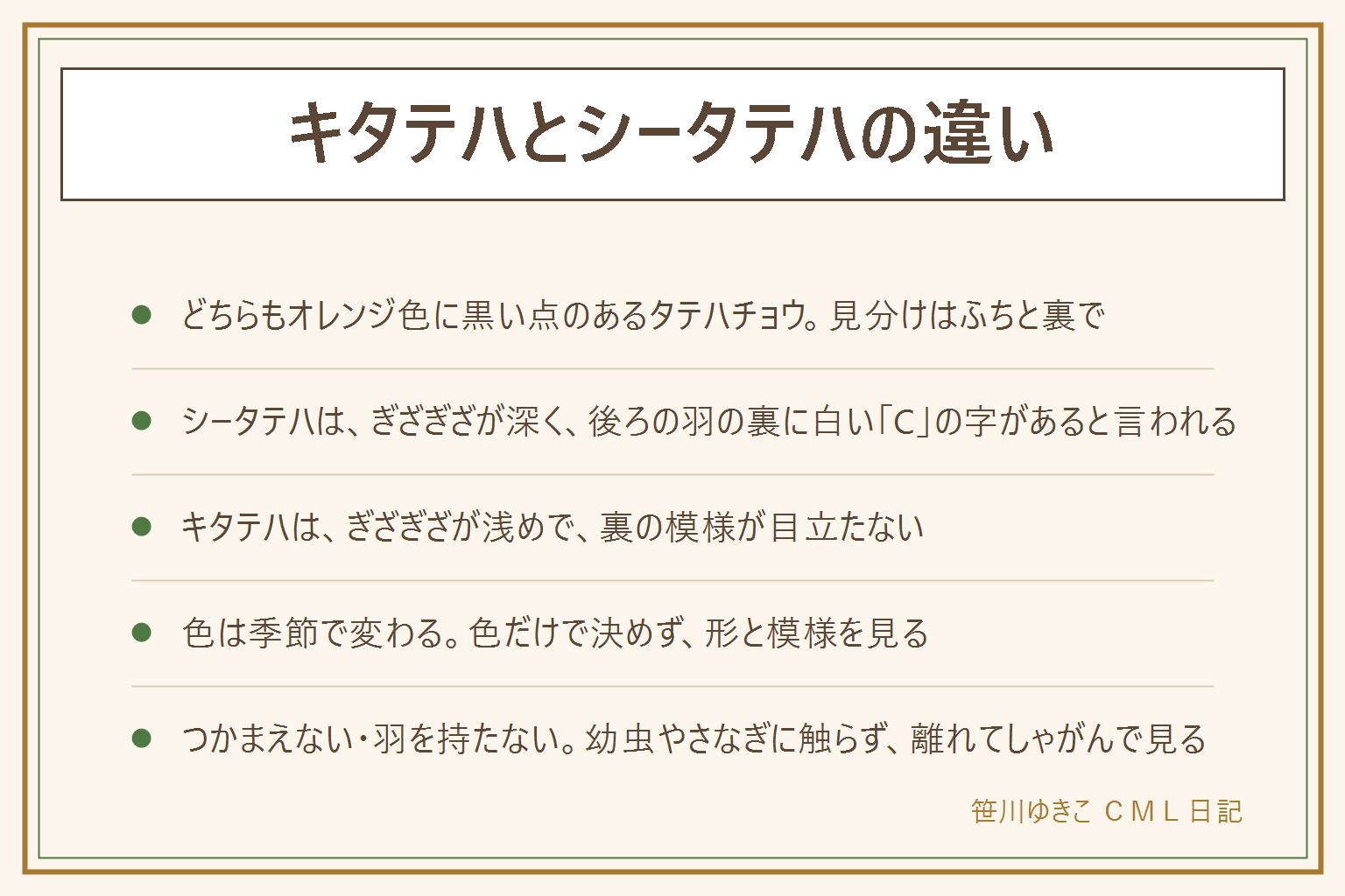 キタテハとシータテハの違いの早見表:どちらもオレンジ色に黒い点のあるタテハチョウのなかま。シータテハは羽のふちのぎざぎざが深く、後ろの羽の裏に白いCの字の模様があると言われる。キタテハはぎざぎざが浅めで、裏の模様が目立たない。夏は明るい黄色っぽいオレンジ、秋は濃いオレンジに見えることがあると言われ、色だけで決めずに形と模様を見る。黒い模様が大きいチョウはヒメアカタテハなど別のタテハかもしれない。つかまえない、羽を持たない、幼虫やさなぎや卵に触らない、持ち帰らない。しゃがんで少し離れて見る。公園の決まりを守り、人の庭をのぞかない