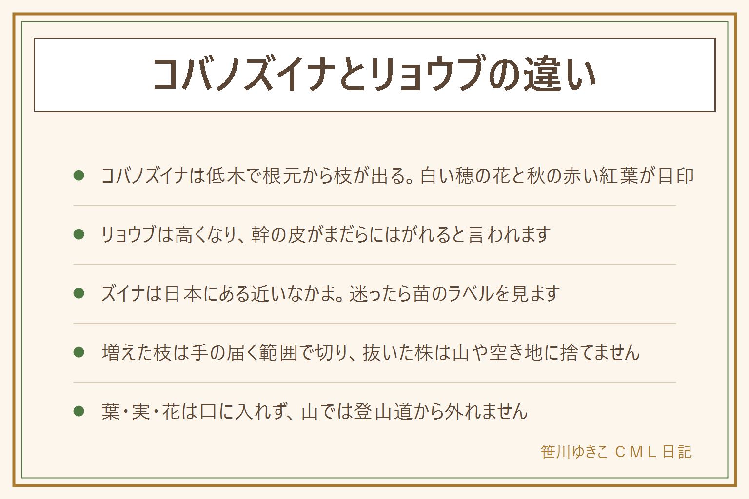 コバノズイナとリョウブの違いの早見表:コバノズイナは北アメリカ原産の低木で、根元から何本も枝が出て、白い穂のような花と秋の赤い紅葉が目立つ。リョウブは日本の山にもある木で、高くなり、夏に白い穂の花が咲き、幹の皮がまだらにはがれる。ズイナは日本にある近いなかまで、葉がやや大きめ。迷ったら木の高さと幹を見る。根元から増えた枝は手の届く範囲で切り、抜いた株は山や空き地に捨てず、自治体の分別で出す。葉・実・花は口に入れない。山では登山道から外れず、枝を折らず、持ち帰らない