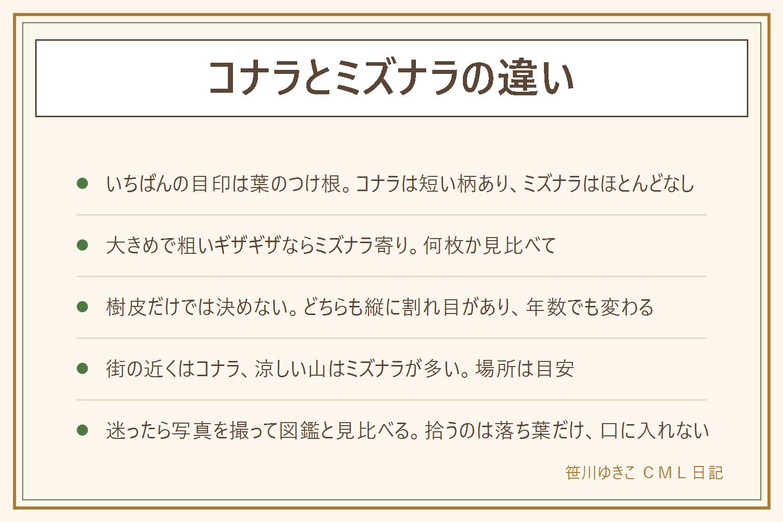 コナラとミズナラの見わけ方の早見表:いちばんの目印は葉のつけ根。コナラは短い柄があり、ミズナラは柄がほとんどなく枝にくっついて見える。ミズナラは葉が大きめでギザギザが粗い。樹皮はどちらも縦に割れ目があり、年数でも変わるので樹皮だけでは決めない。街の近くの雑木林にはコナラが多く、涼しい山にはミズナラが多いが場所は目安。葉が届かない時は地面の落ち葉だけを見て元に戻す。迷ったら葉の表と裏、つけ根のアップ、樹皮と全体の3枚を撮って図鑑と見比べる。どんぐりや葉は口に入れず、枝を折らず、私有地に入らない。