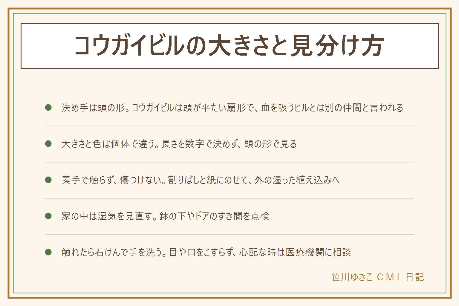 コウガイビルの大きさと見分け方の早見表:決め手は頭の形で、コウガイビルは頭が平たい扇形、血を吸うヒルとは別の仲間と言われる。ヒルは端に吸盤があり、ナメクジは頭に触角、ミミズは体に節がある。長さは個体で大きく違い何センチとは決められず、色は黄色っぽいものや黒い筋のあるものなどさまざま。出会ったら素手で触らず傷つけず、割りばしと紙にのせて外の湿った植え込みへ運ぶ。使い捨て手袋があると安心。家の中は湿気を見直し、鉢の下やドアのすき間を点検する。触れたらすぐ石けんで手を洗い、目や口をこすらない、子どもには触らないと伝える、心配な時は医療機関に相談。犬や猫が口に入れないように近づけず、気になる時は獣医さんへ。ベランダや共用部は管理規約と管理会社の決まりを確かめる